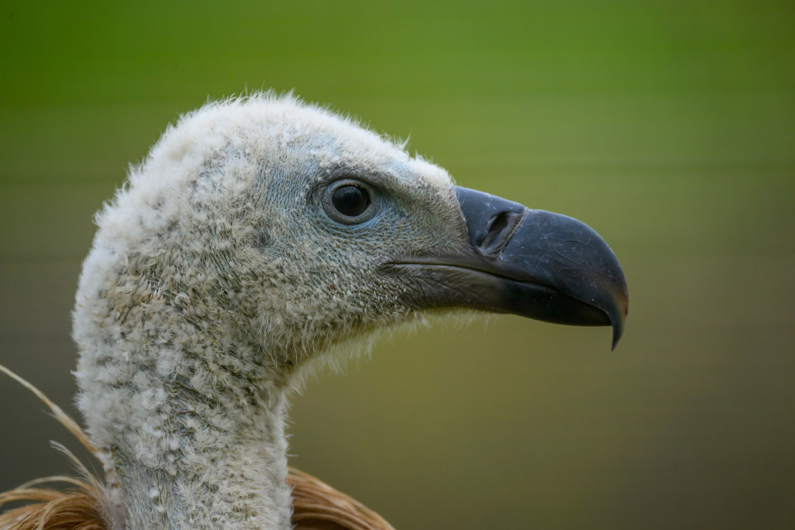 Дагестан. Ноябрь 2025. Фотограф Сергей Пупонин