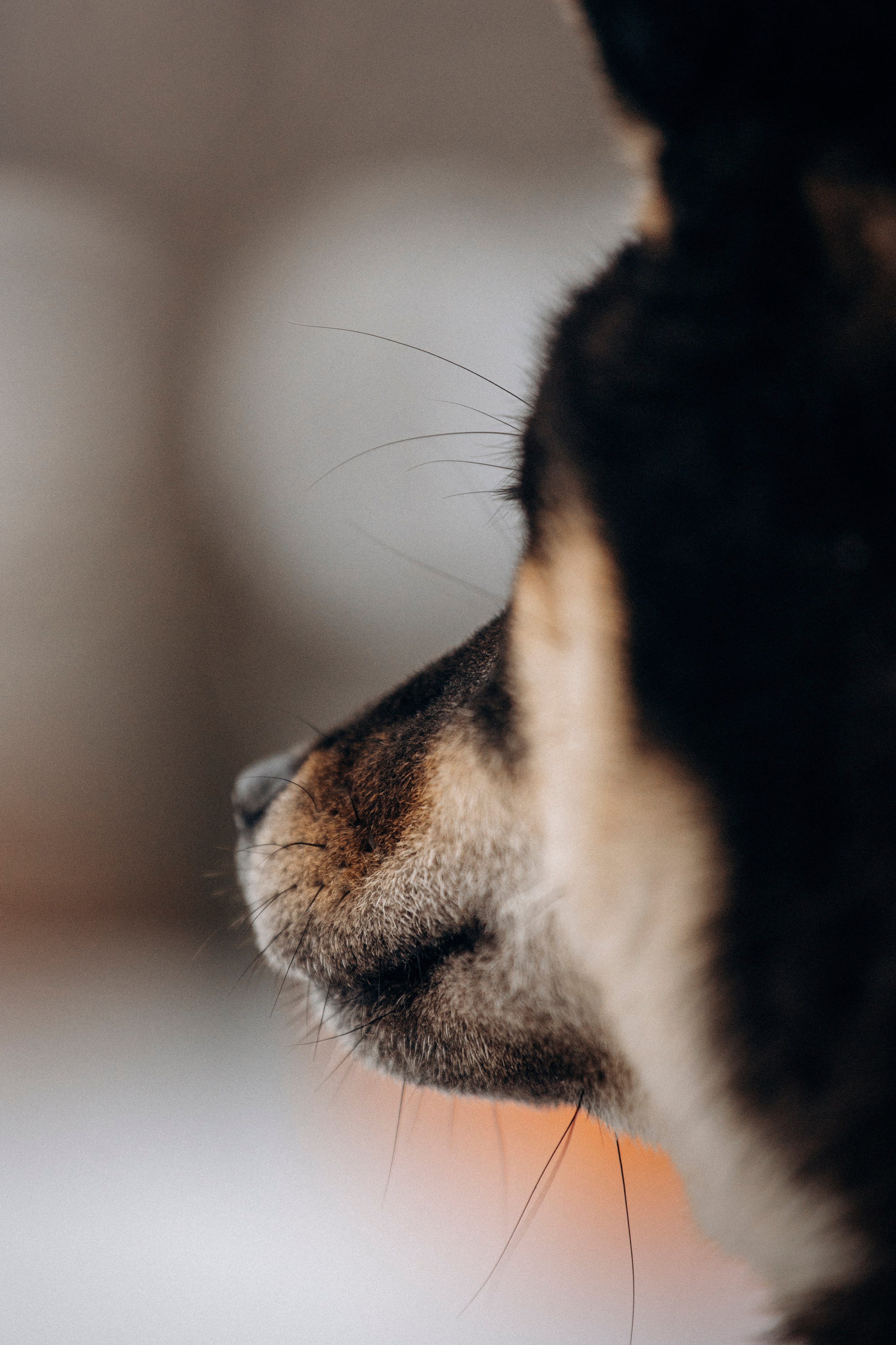 Дарья и Мики. Фотограф — Анималист | Санкт-Петербург