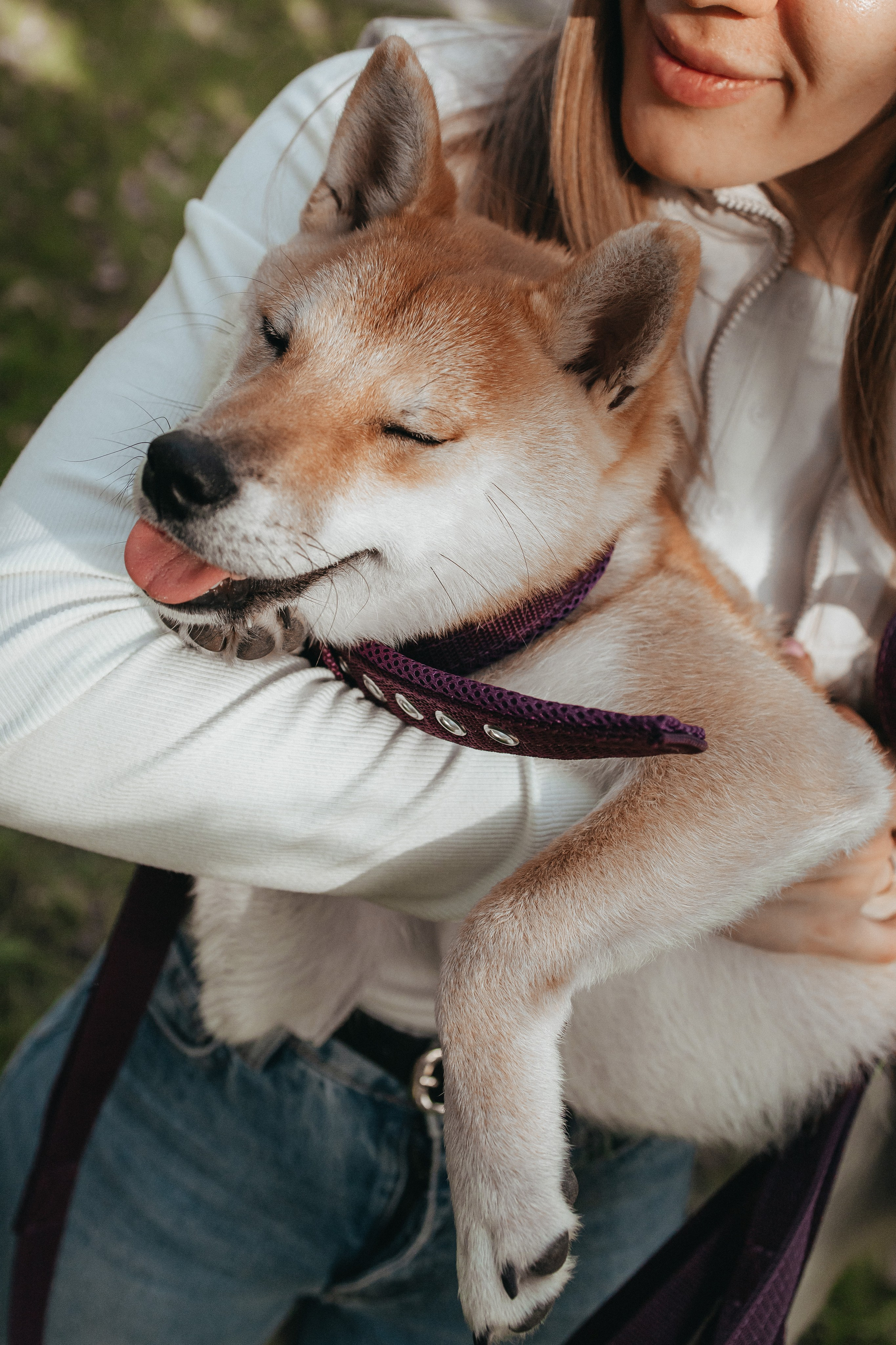 Фотосессия с собакой для Светы, Сергея и их любимчика Апи. Семейный фотограф в Москве, Щелково, Фрязино _ Виктория Степанова