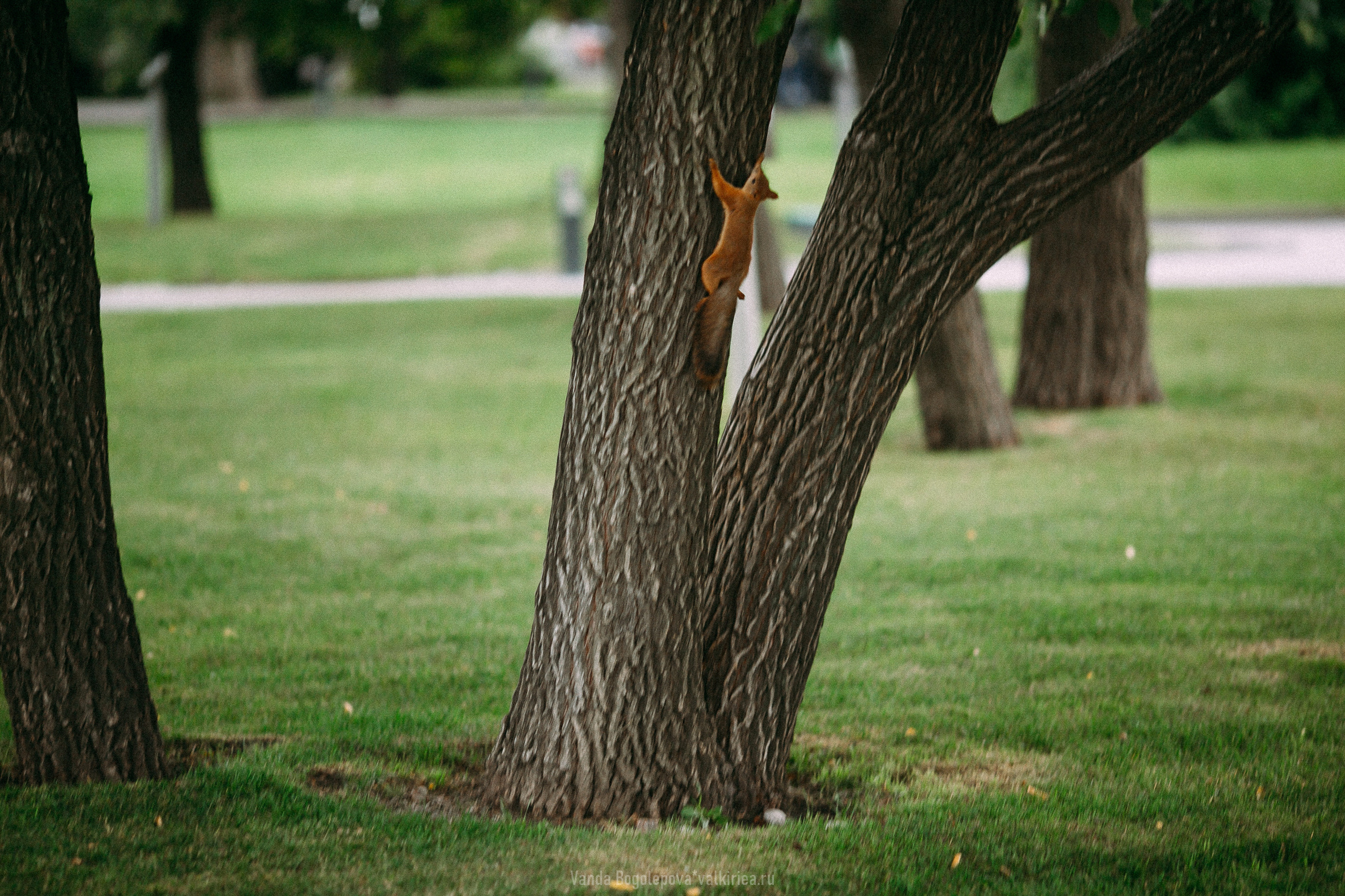 Нежная и трогательная свадьба. Фотосъемка, свадебная фотосъемка, Москва, Нижний Новгород