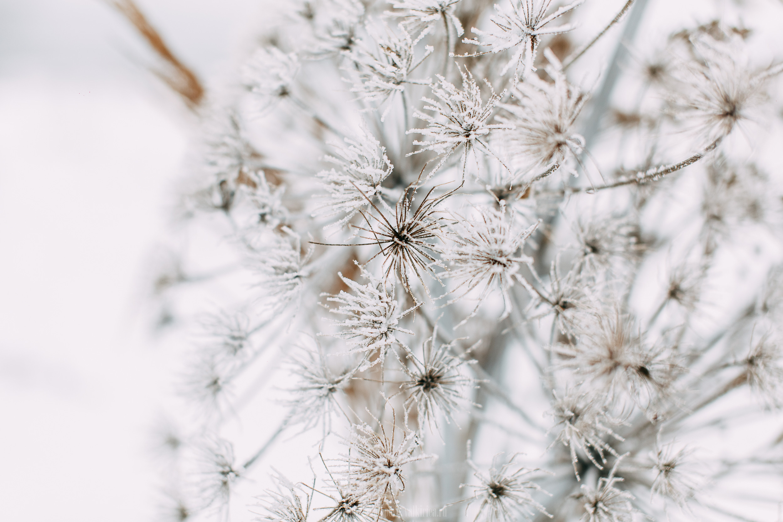 Кружево. Фотосъемка, свадебная фотосъемка, Москва, Нижний Новгород