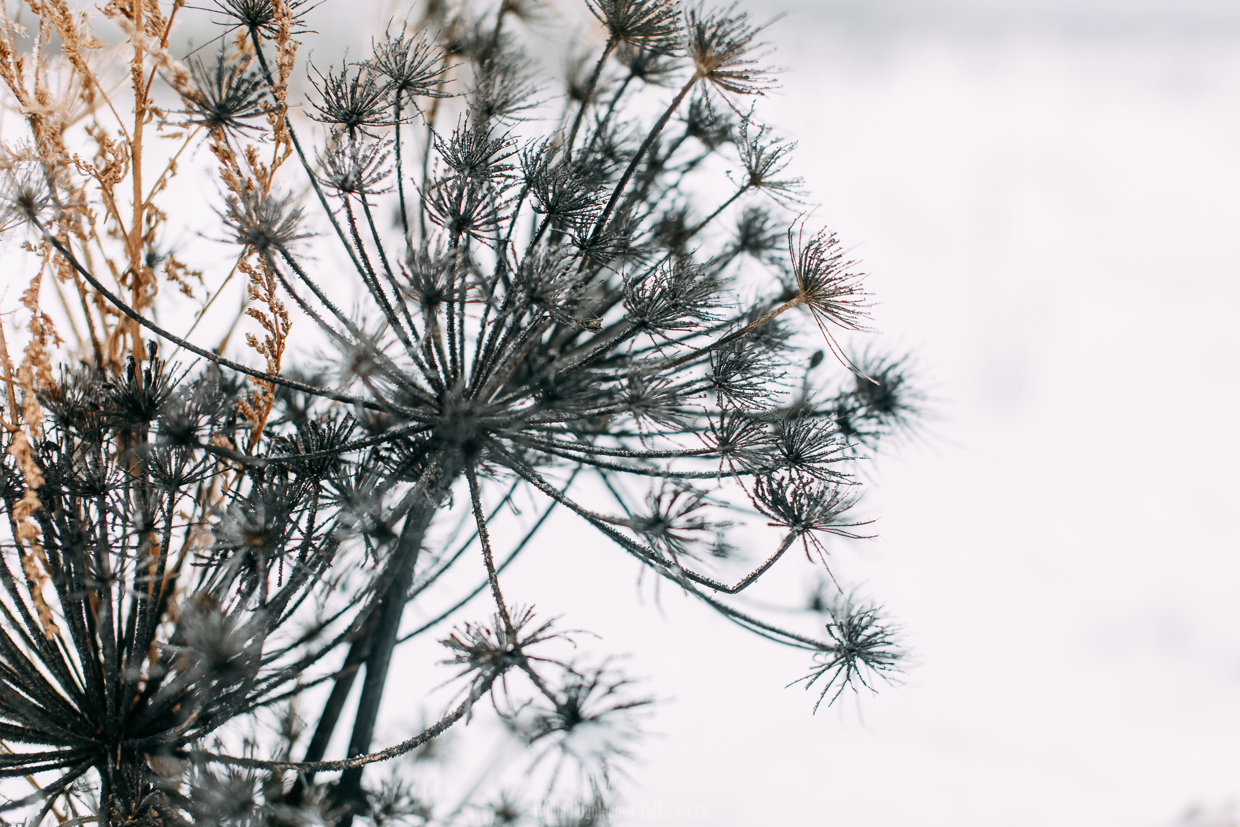 Кружево. Фотосъемка, свадебная фотосъемка, Москва, Нижний Новгород