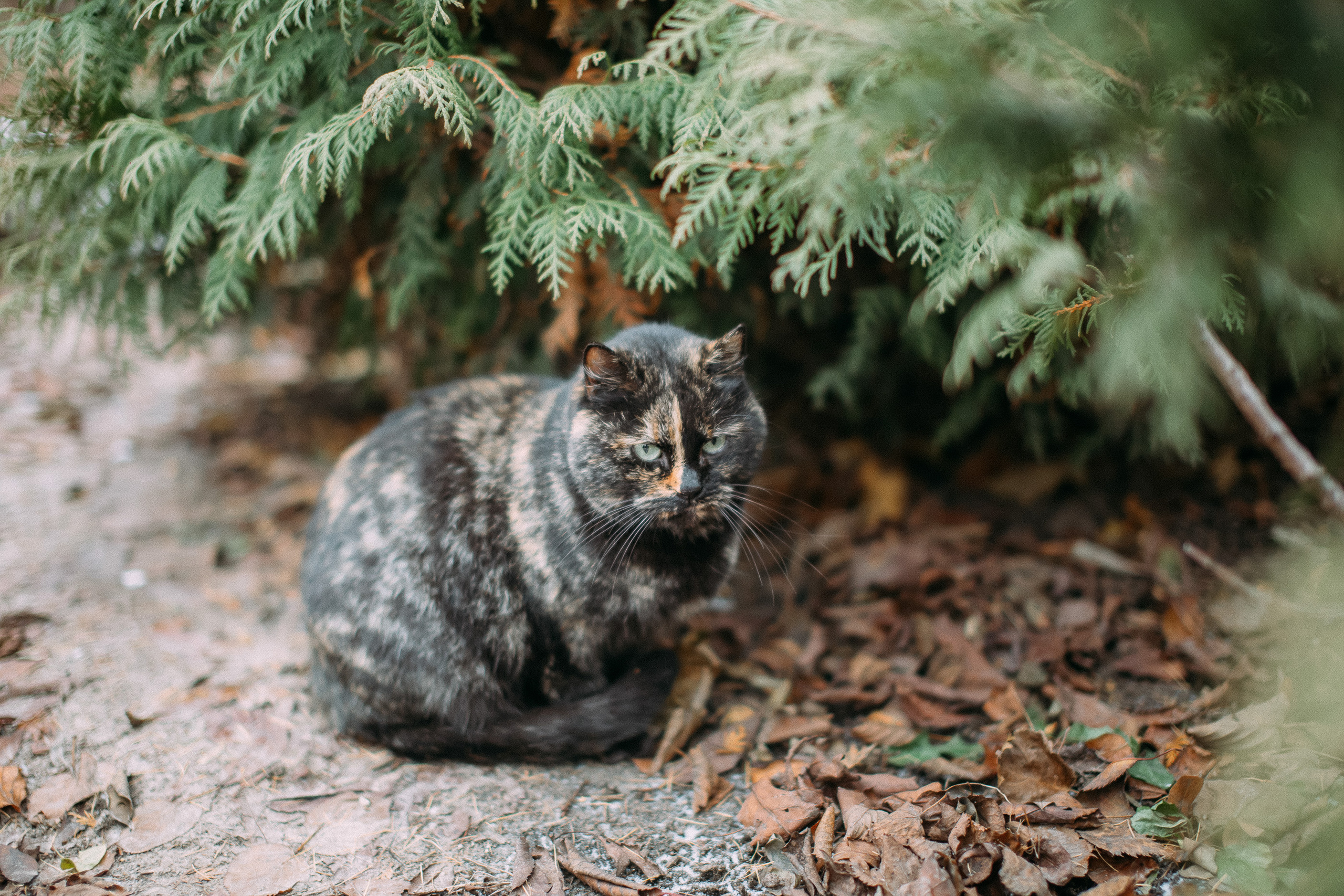 Романтика на двоих. Фотосъемка, свадебная фотосъемка, Москва, Нижний Новгород