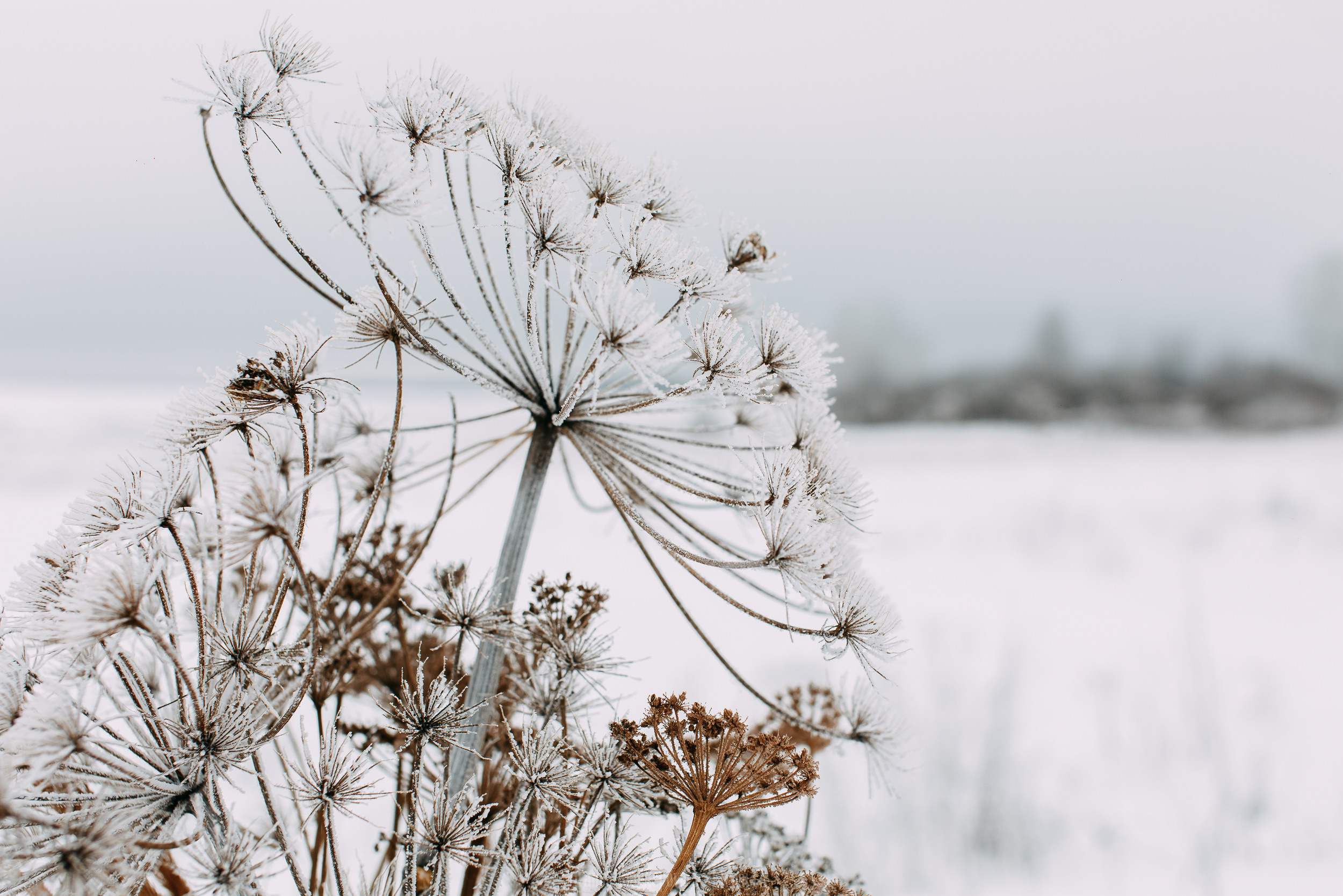 Кружево. Фотосъемка, свадебная фотосъемка, Москва, Нижний Новгород