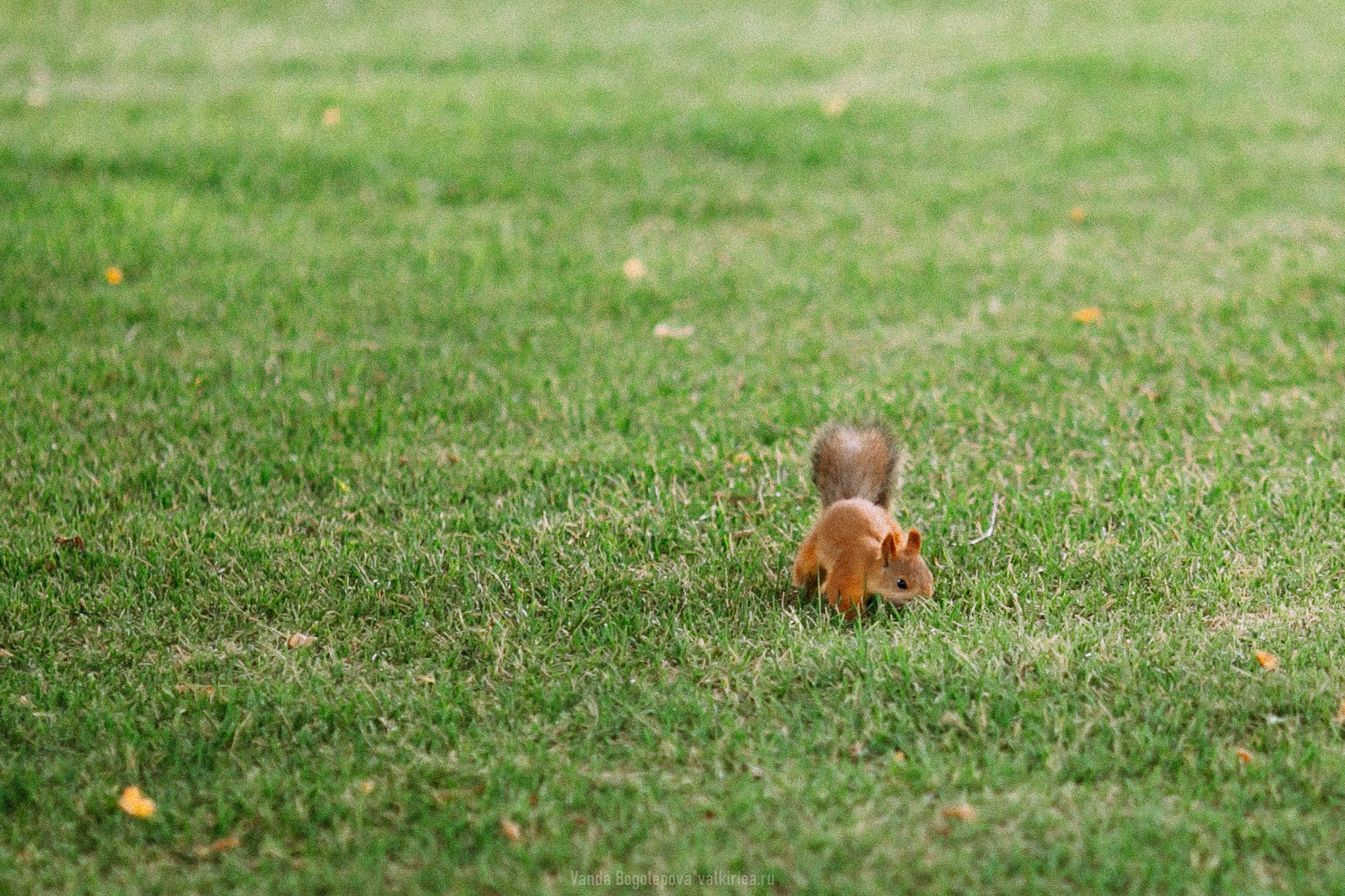 Нежная и трогательная свадьба. Фотосъемка, свадебная фотосъемка, Москва, Нижний Новгород