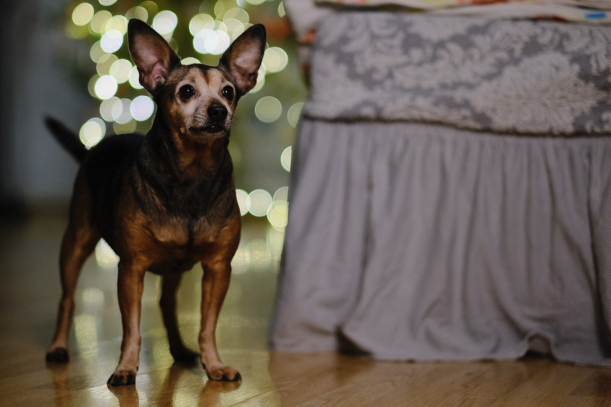 Лиса, Рада и их люди. Дмитрий Бречалов