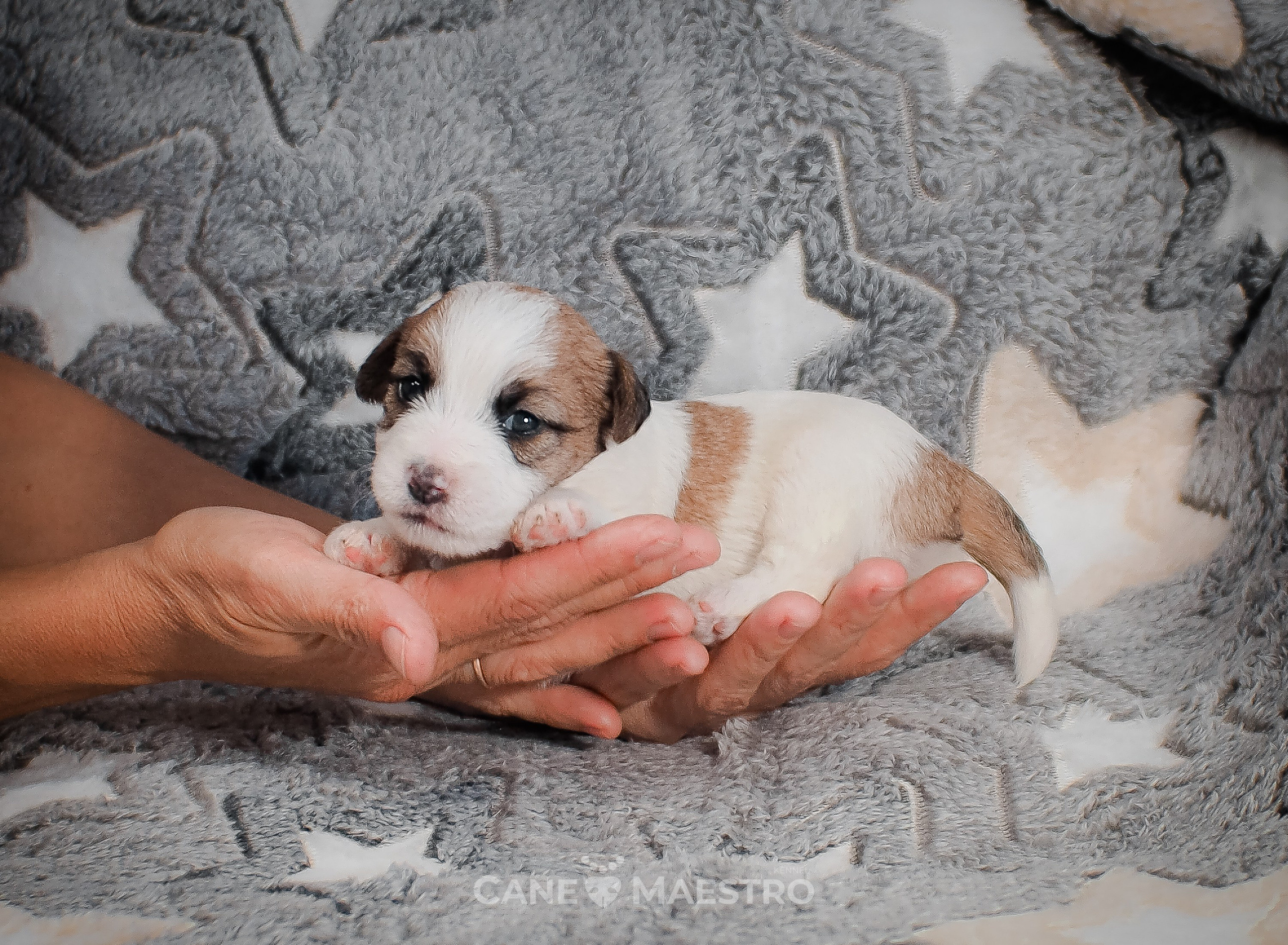 Сука2_БР_27_08_25. CANE MAESTRO — kennel Jack Russell Terrier