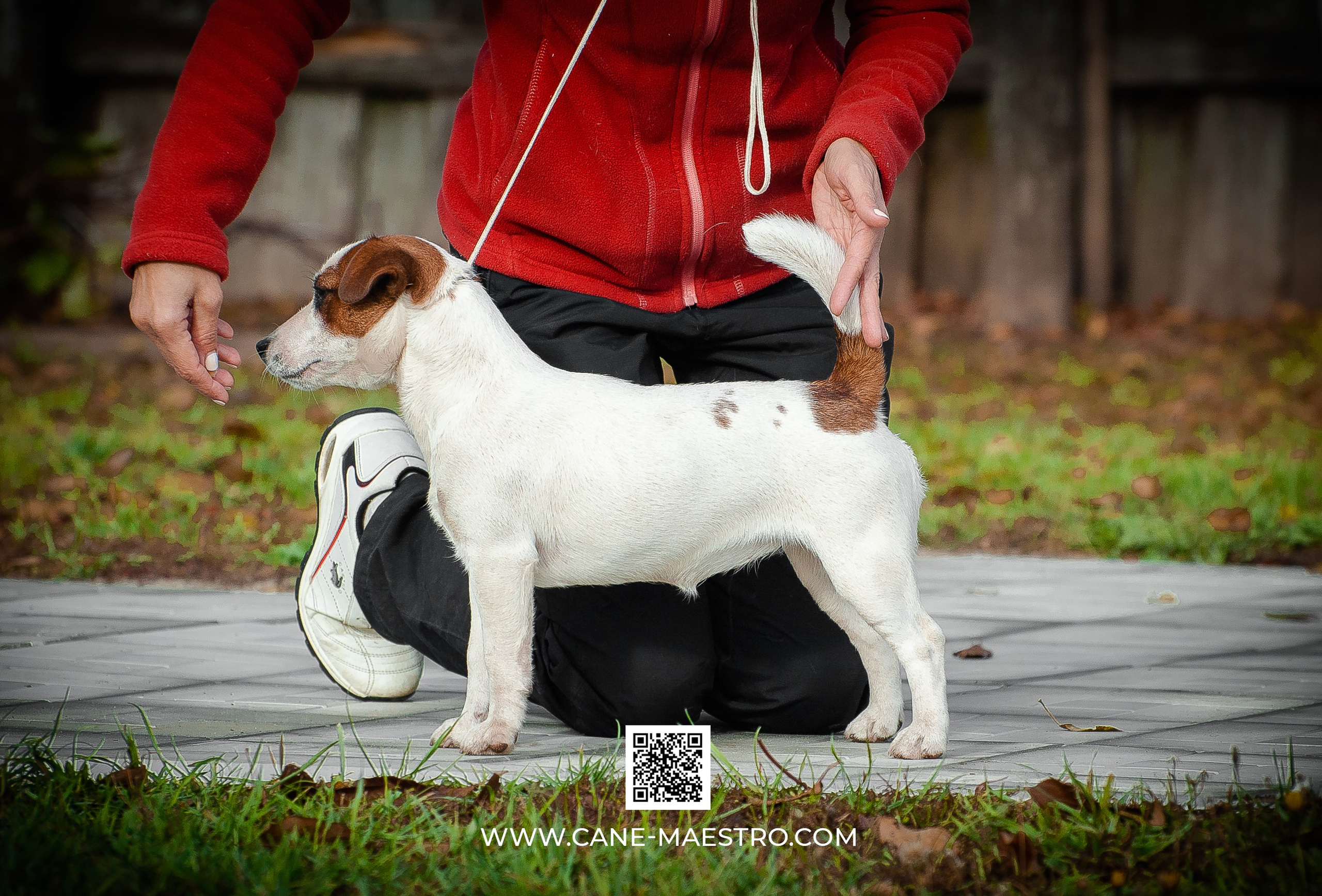 Щенок Джек-рассел-терьер. КМ ФЕРИТЕЙЛ. Гладкий джек рассел. Девочка№1. КАНЕ МАЭСТРО — питомник Джек рассел терьеров