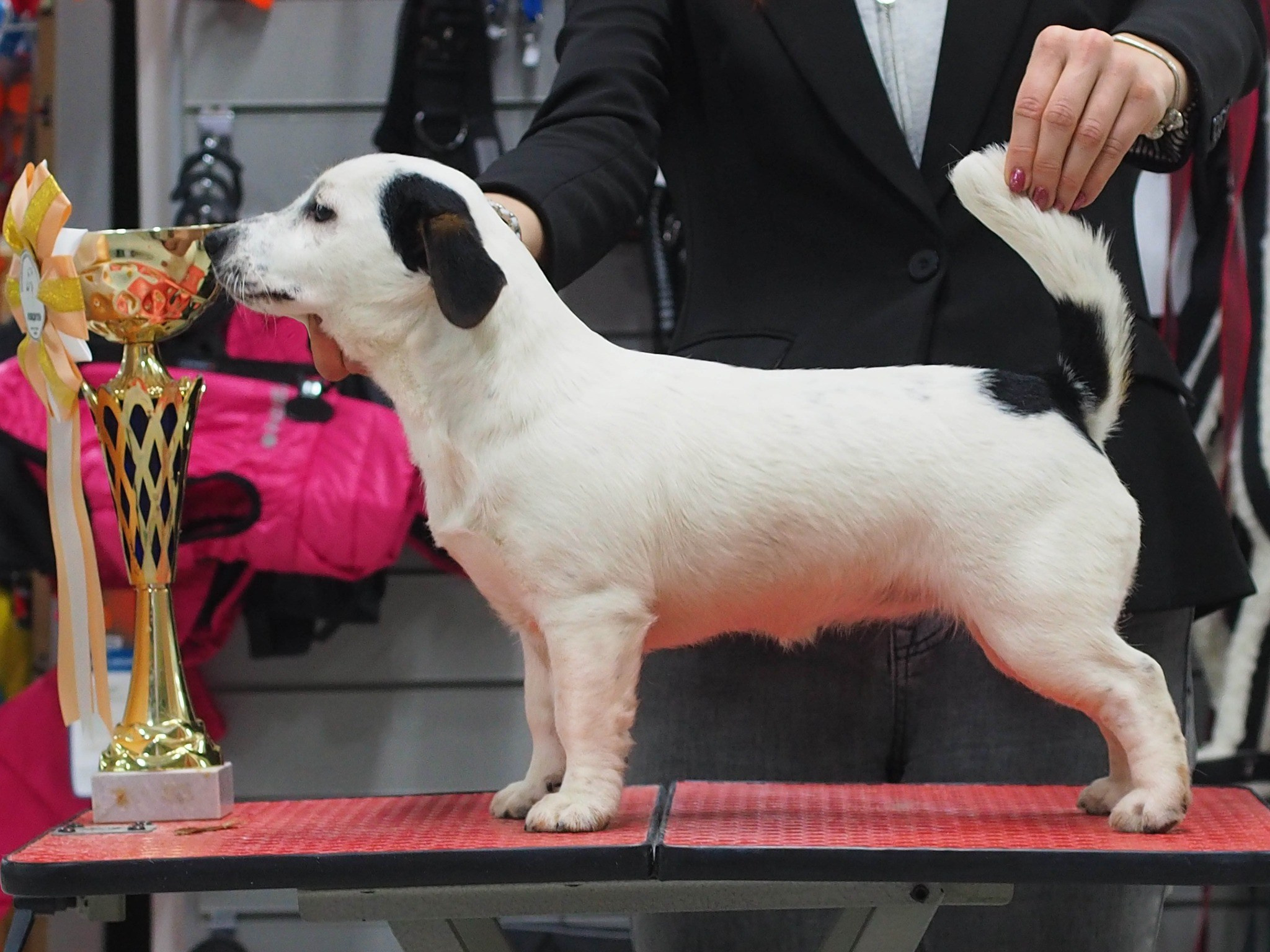 Гладкошерстная. Триколор. Джек рассел терьер. КАНЕ МАЭСТРО ОЛИВА. КАНЕ МАЭСТРО — питомник Джек рассел терьеров