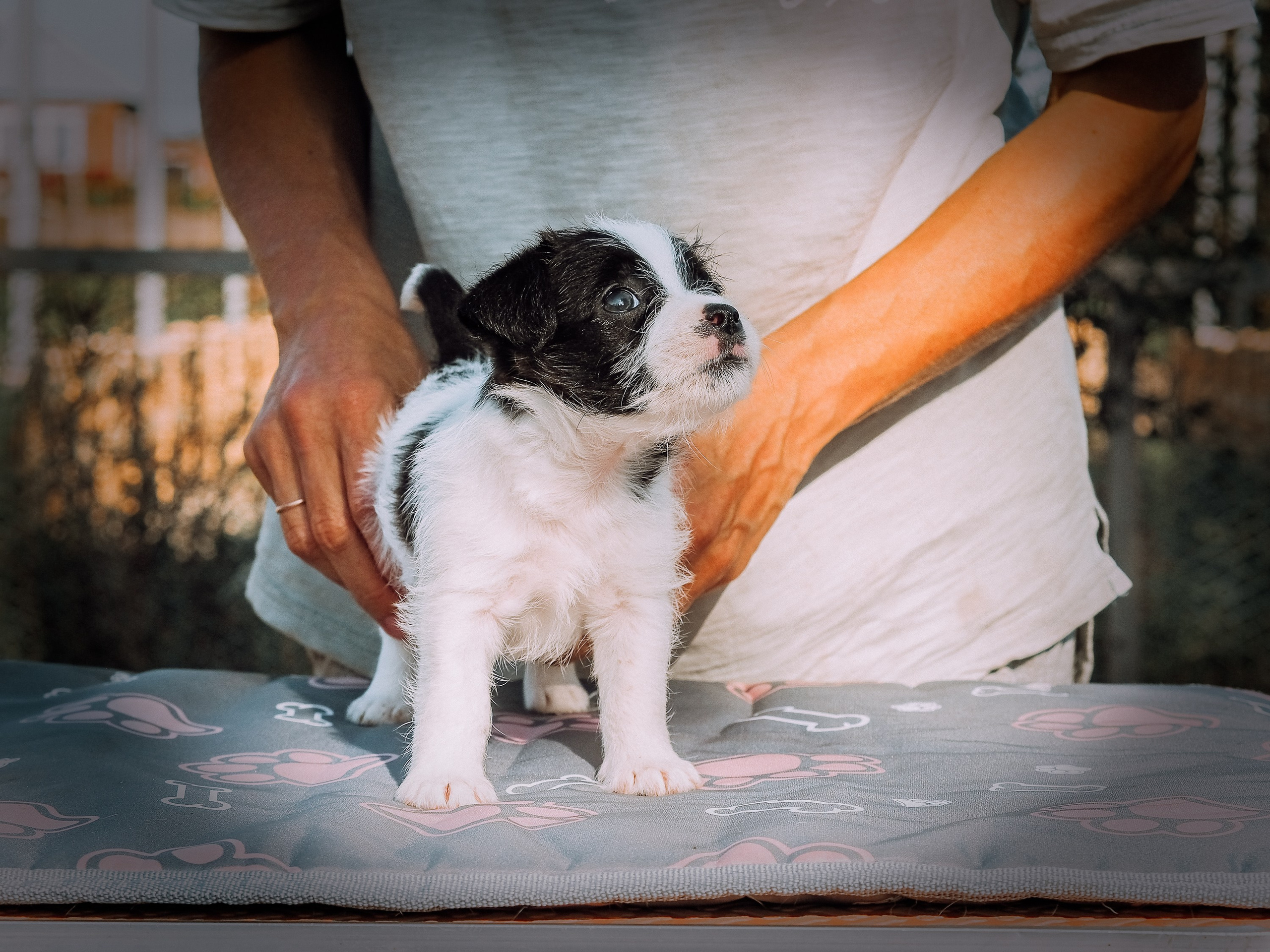 Бело-черная красавица джек-рассел-терьер. КАНЕ МАЭСТРО — питомник Джек рассел терьеров