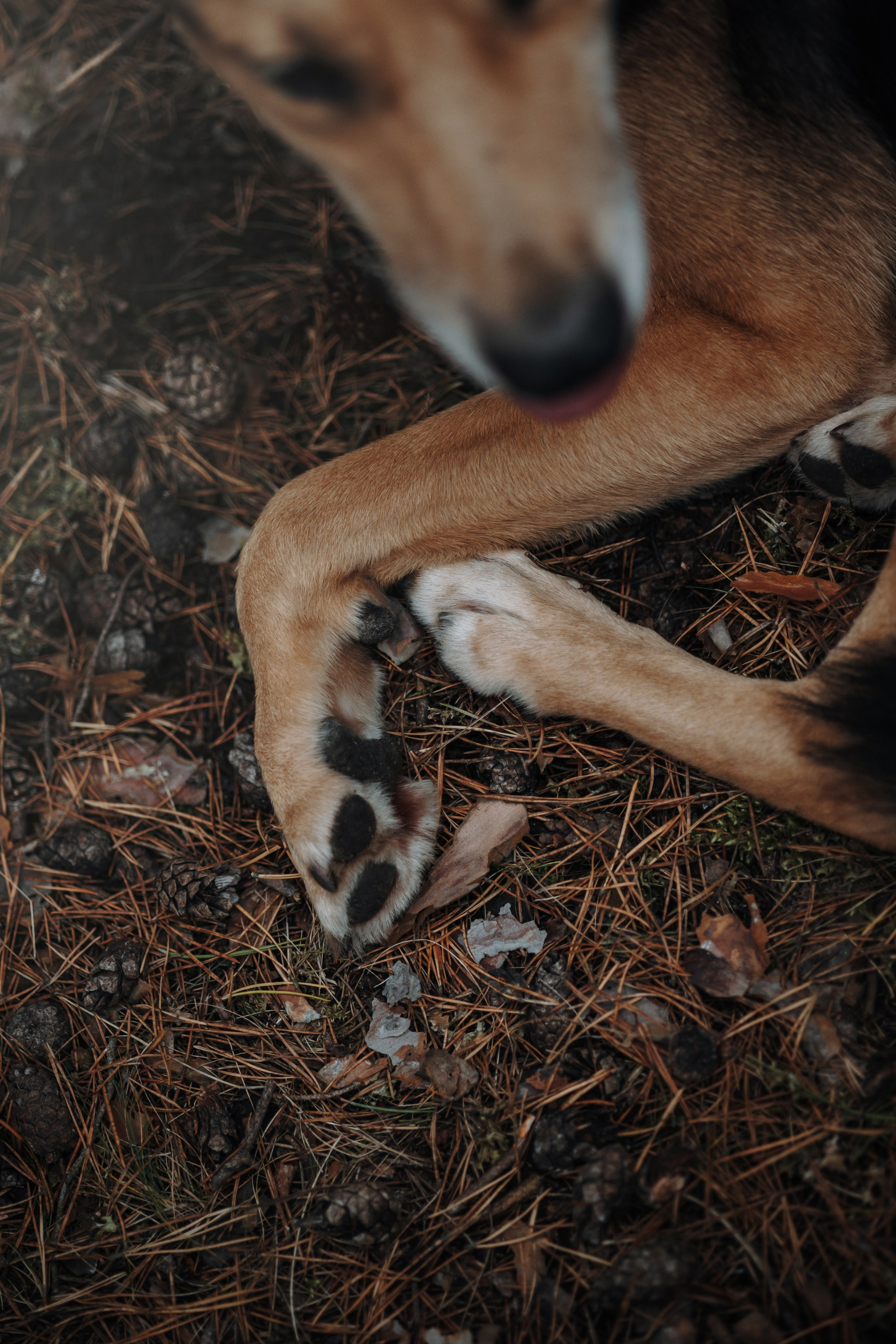 Наталья и Того. Фотограф — Анималист | Санкт-Петербург