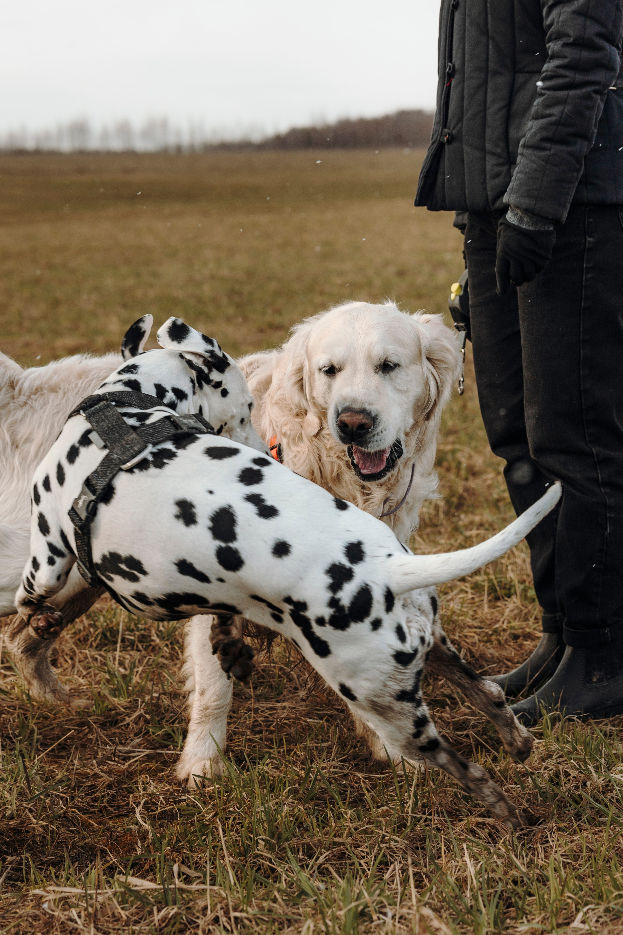 Смена в «DogCamp». Анастасия Белаш