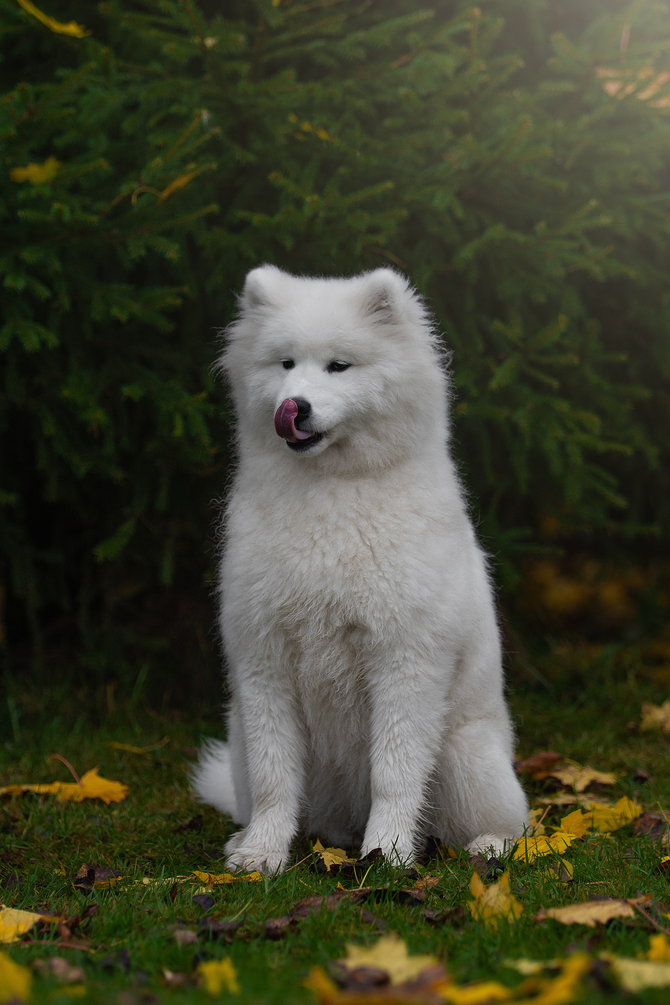 Собаки питомника Версаль. Творческий фотограф Вологда