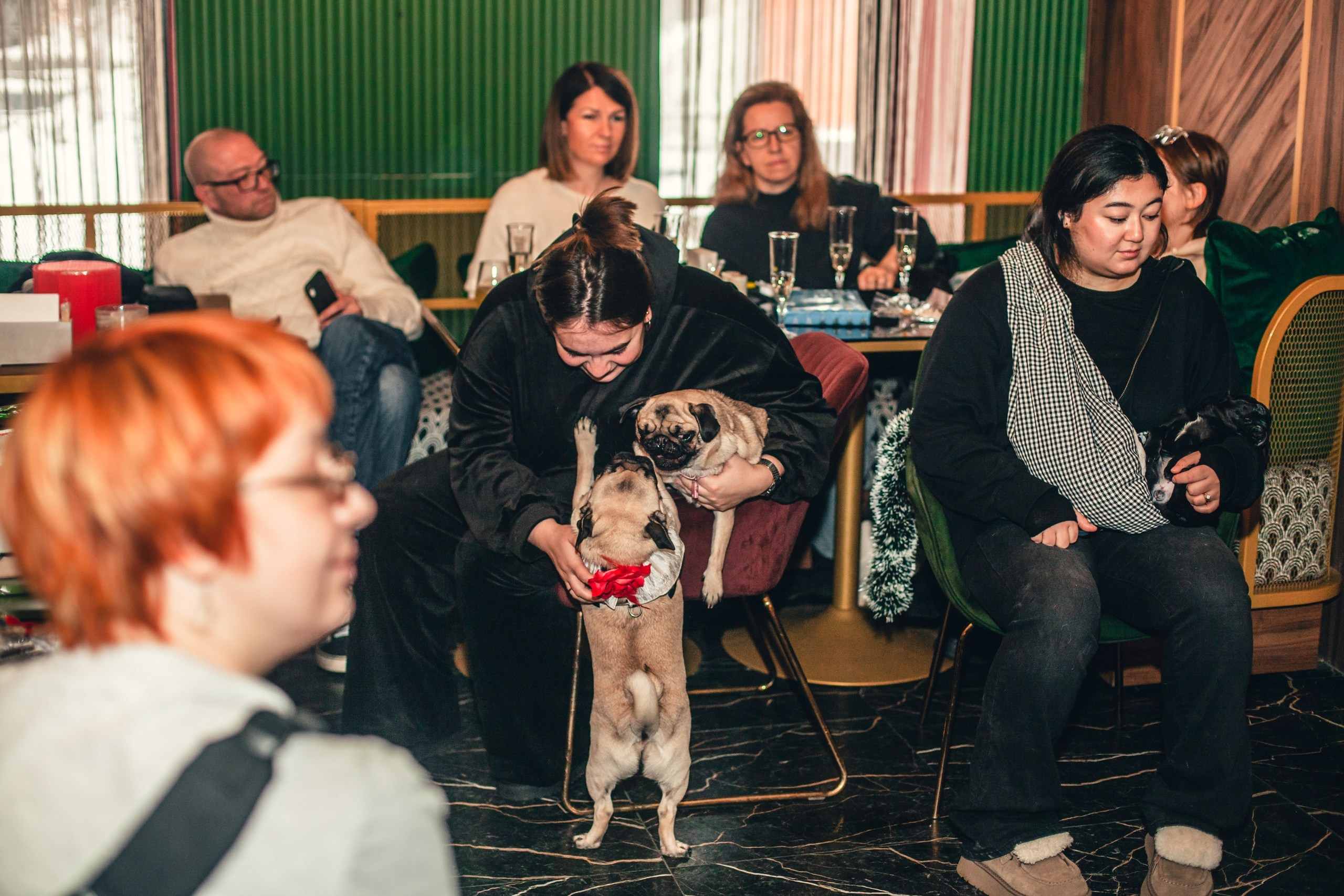 Мопсовстреча 02.12.2023. Фотограф-анималист Татьяна Степанова