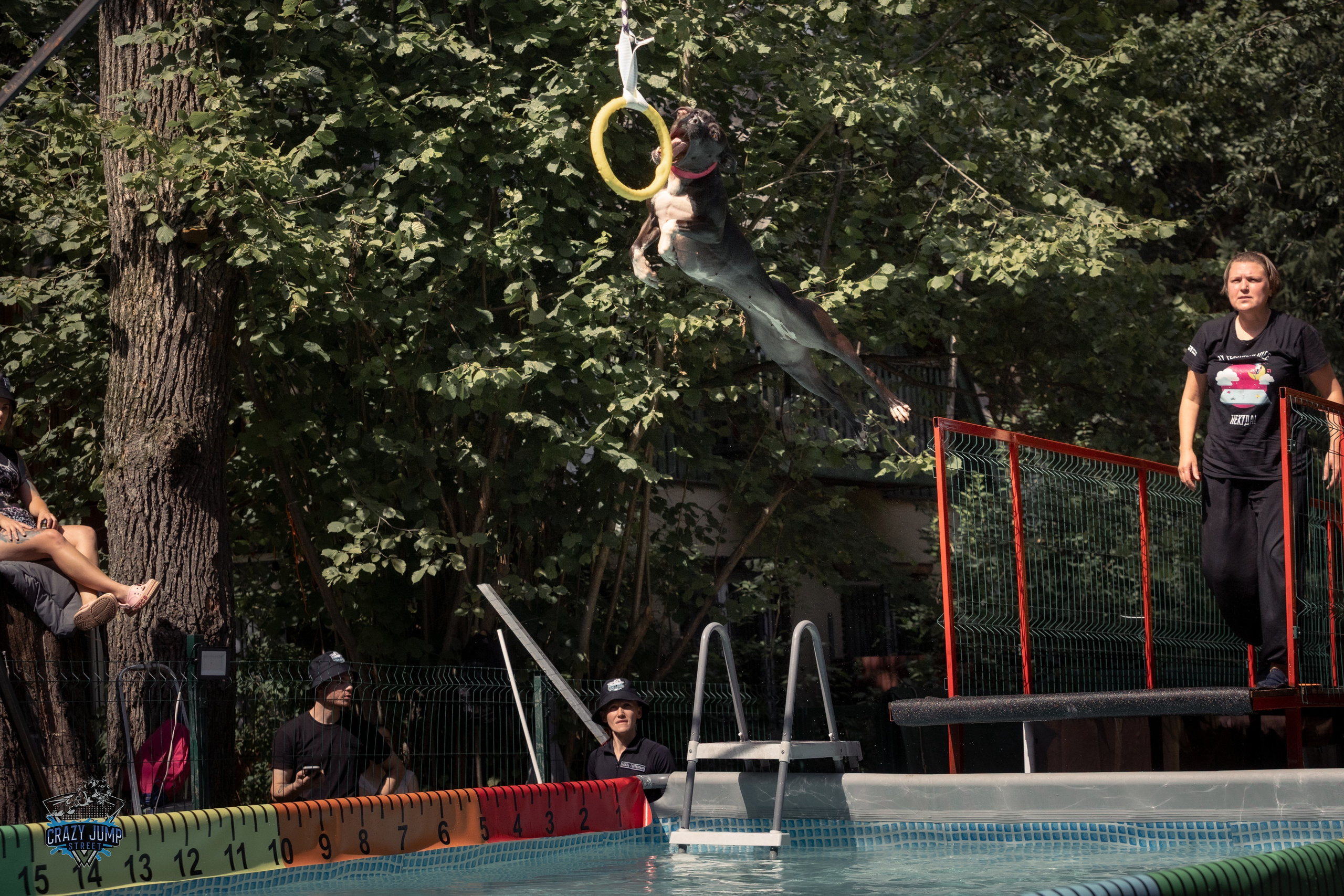 Собаки, спорт, Док дайвинг. Свадебный и репортажный фотограф в Москве и Московской области