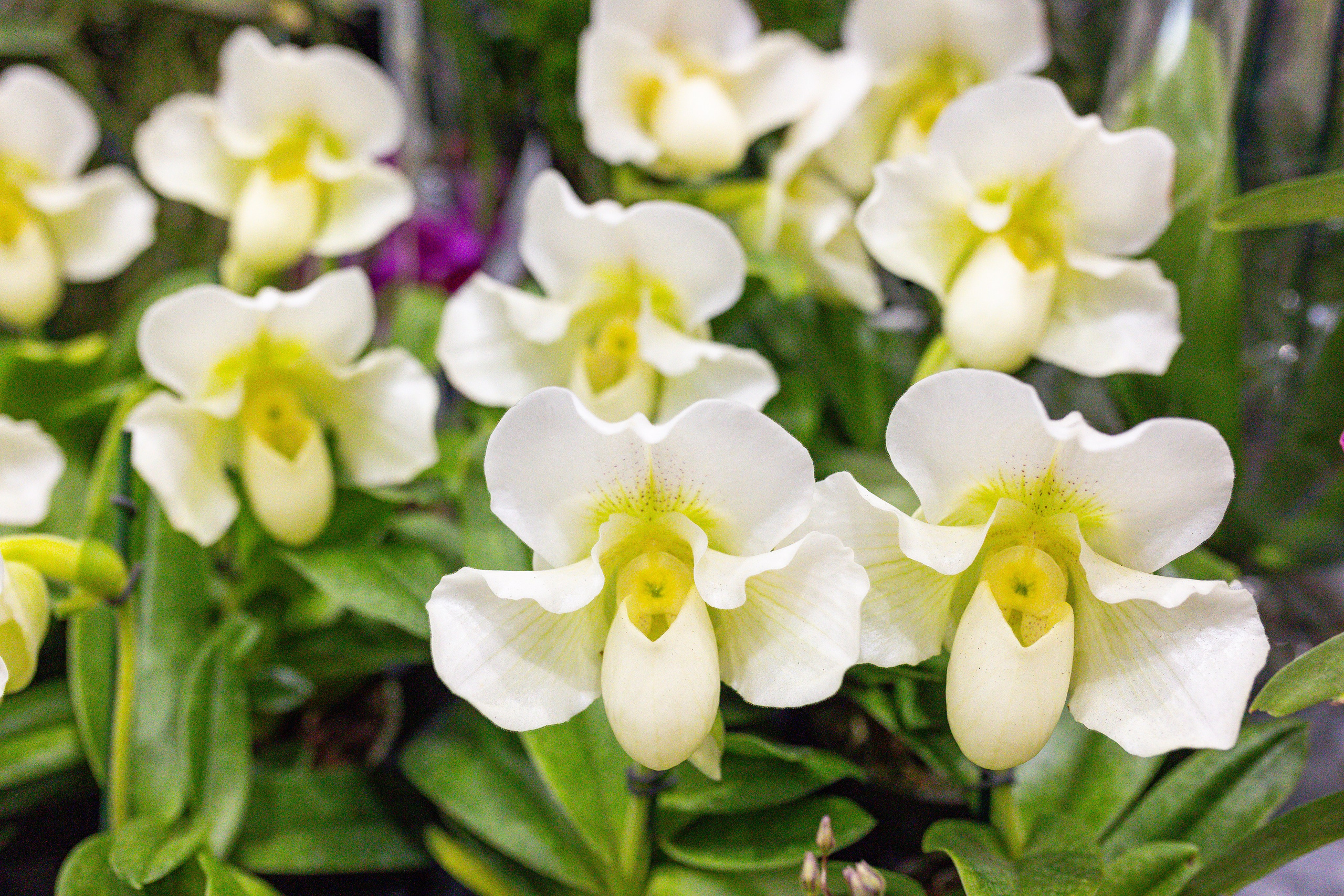 Орхидиум сентябрь 2025. Александра Куликова фотограф, Москва