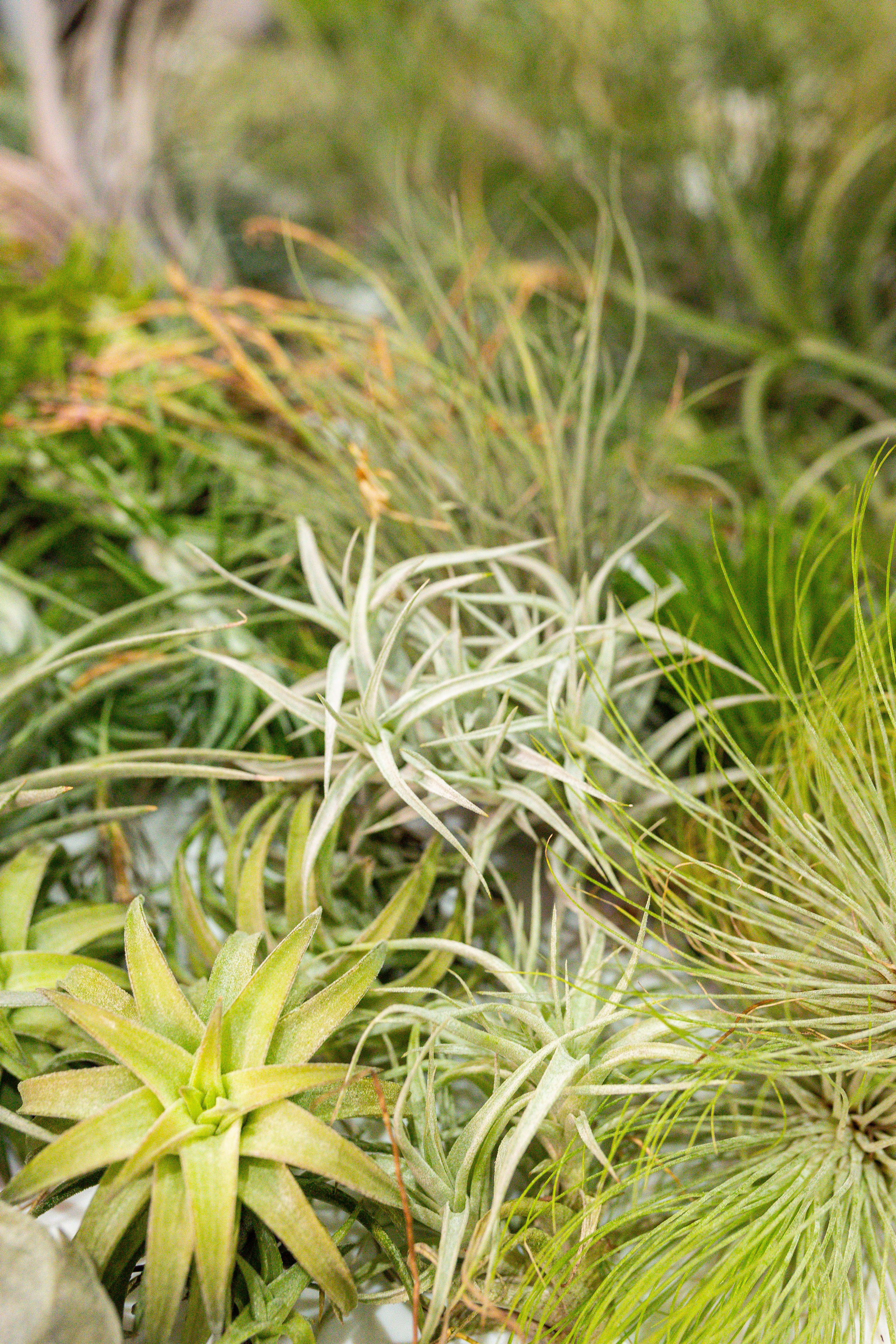 Монстериум 11–12 октября. Александра Куликова фотограф, Москва