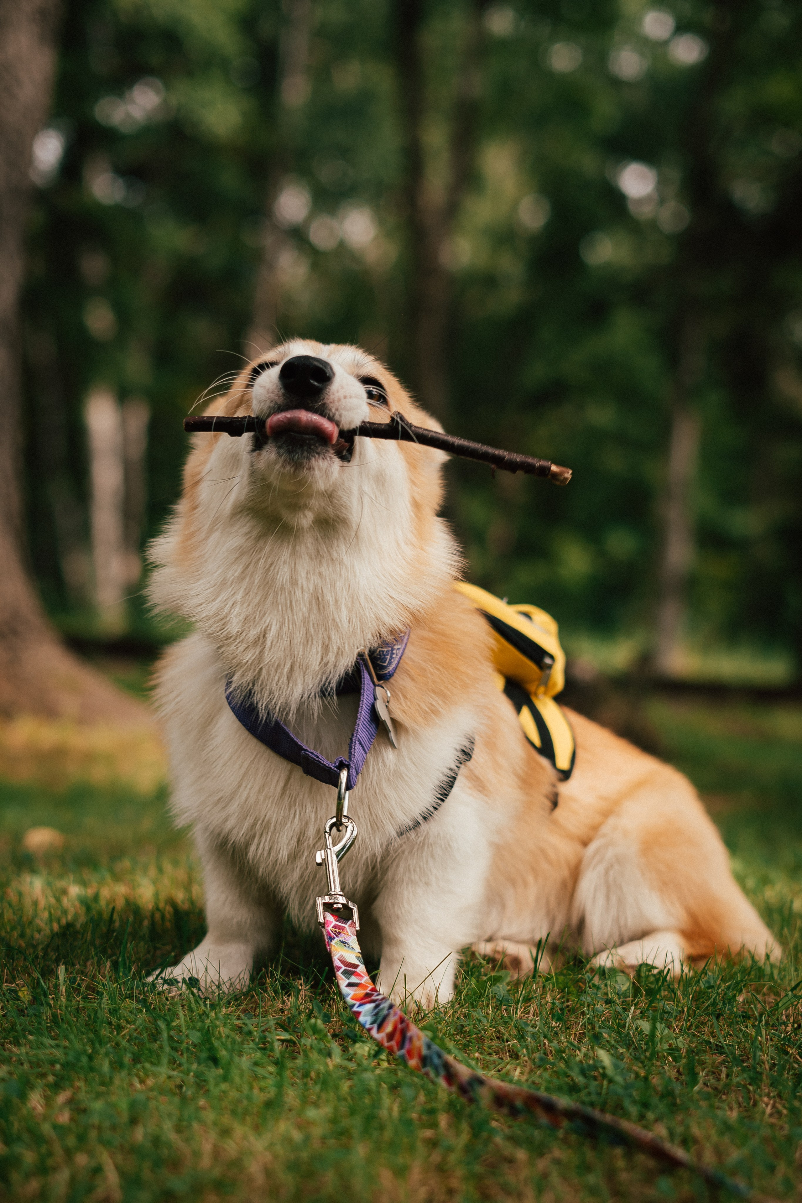 Фотосессия с собакой сахалин. Фотограф сахалин