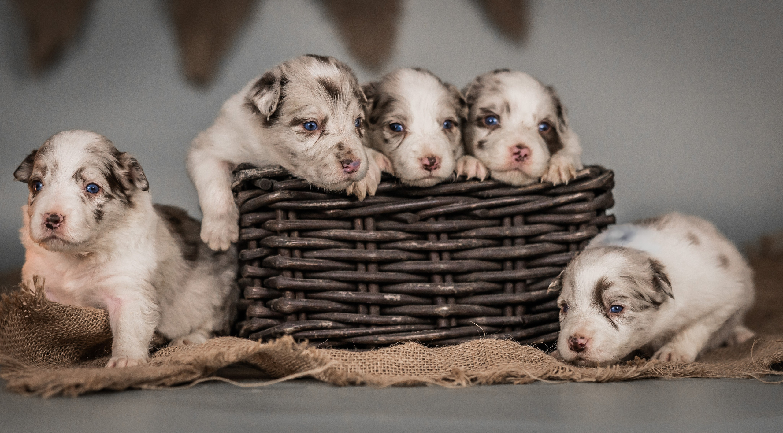 Фритсвит. Семейный фотограф Ефремова Виктория
