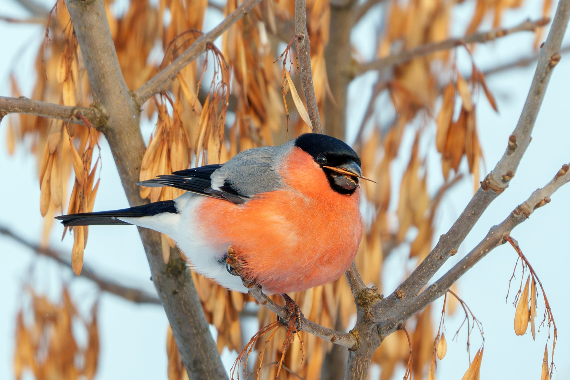 Удивительные мир птиц. Вокруг нас столько прекрасного — присмотритесь!. Ваш личный фотограф Марина Волкова