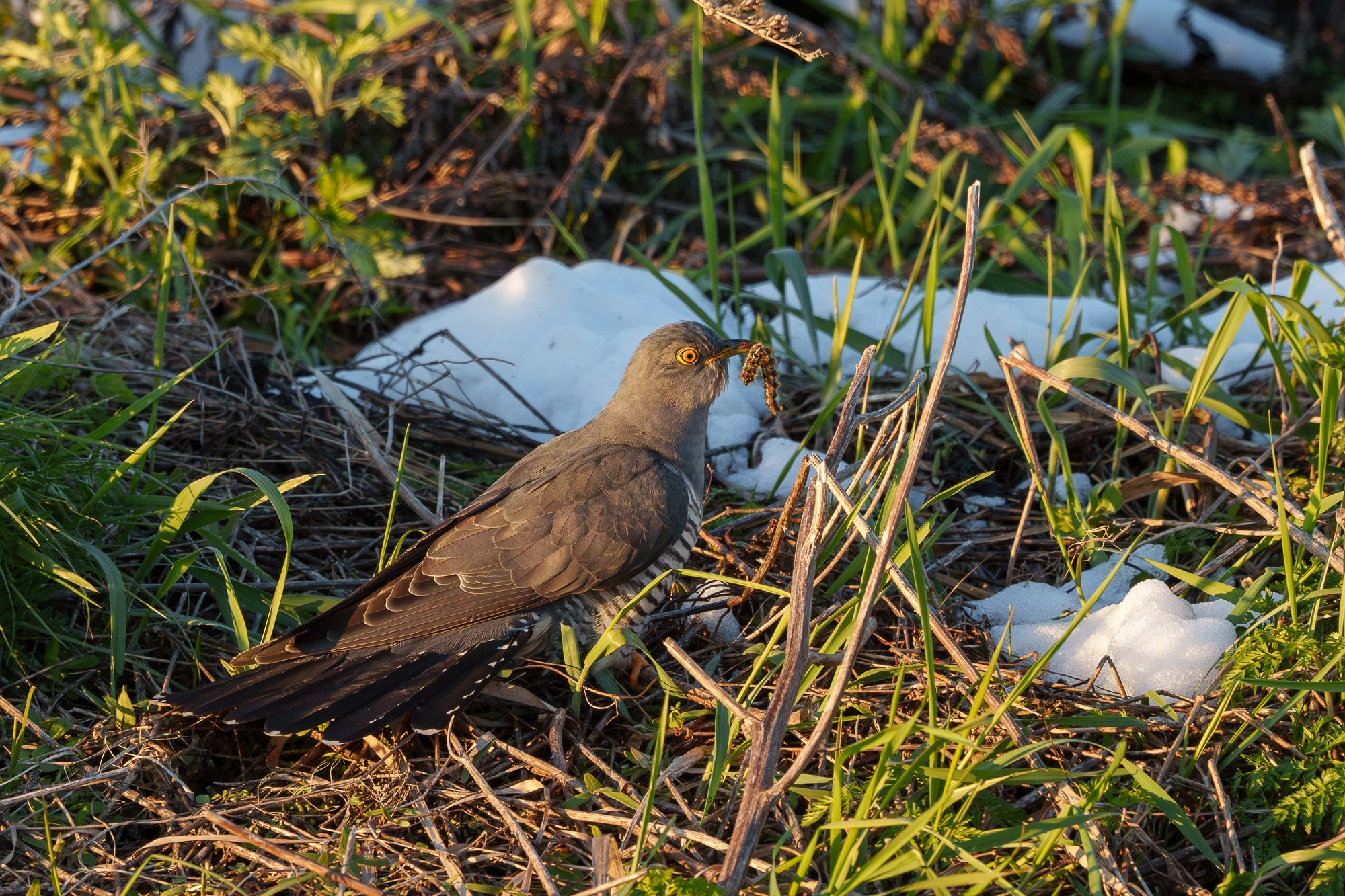 Удивительные мир птиц. Вокруг нас столько прекрасного — присмотритесь!. Ваш личный фотограф Марина Волкова