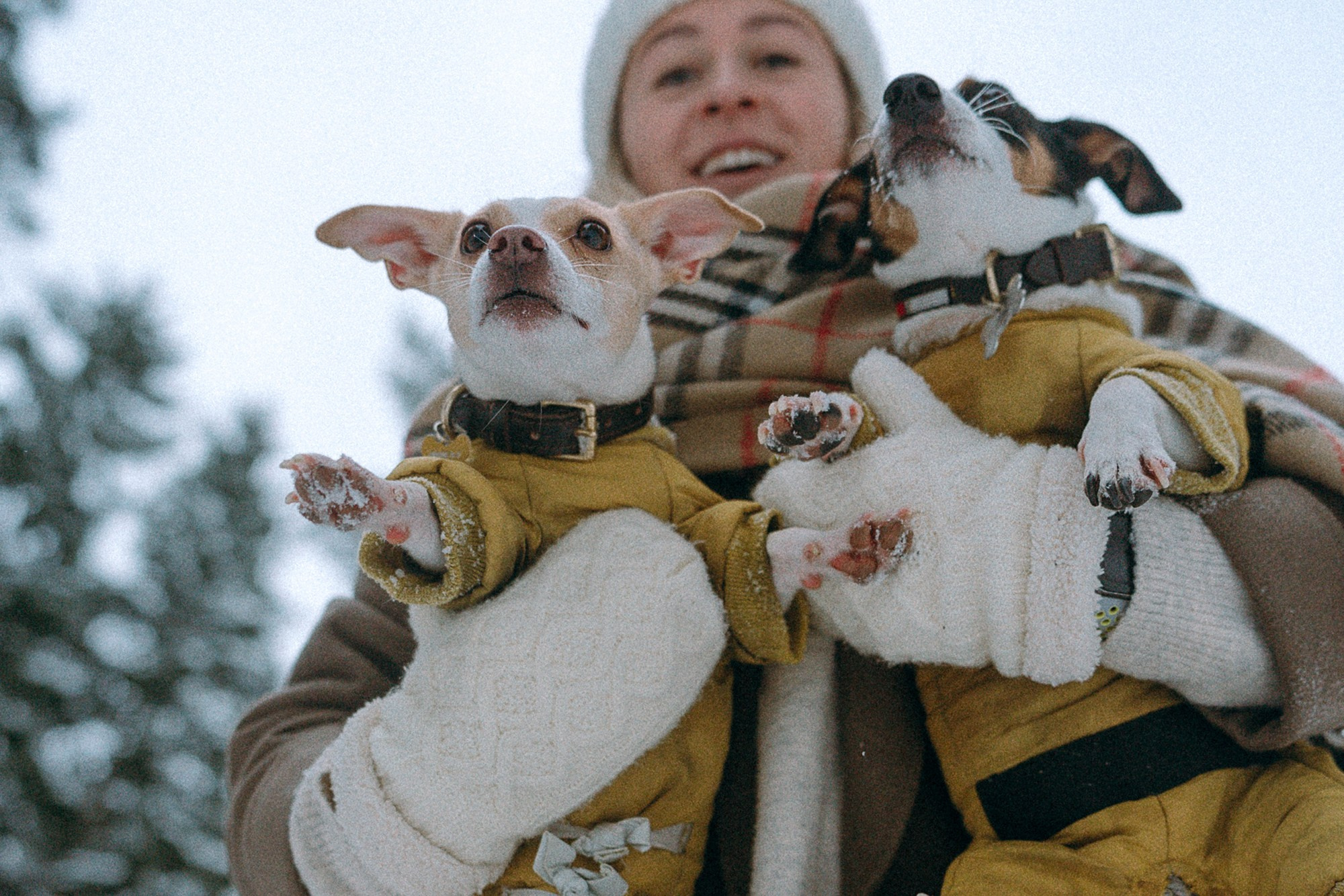 Алина, Ваниль и Элис. Фотограф анималист в Москве и Санкт-Петербурге Свиридова Анна