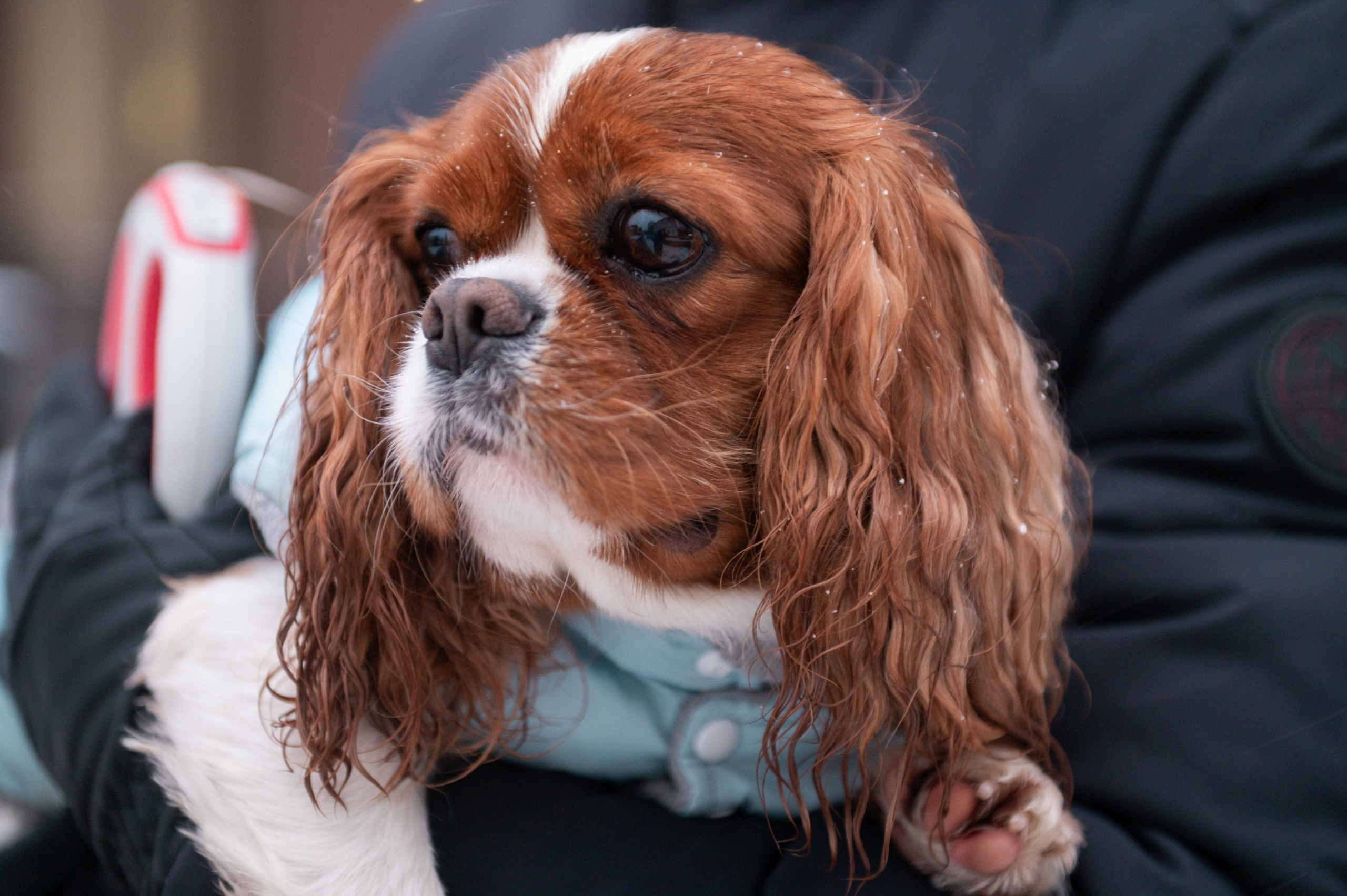 ФОТОПРОГУЛКИ. Фотограф Вера Демидкова