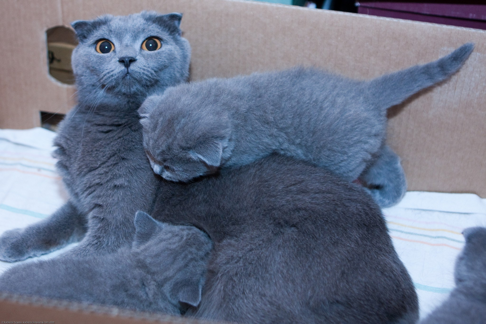 Котята. Кучеров Евгений. Фотограф