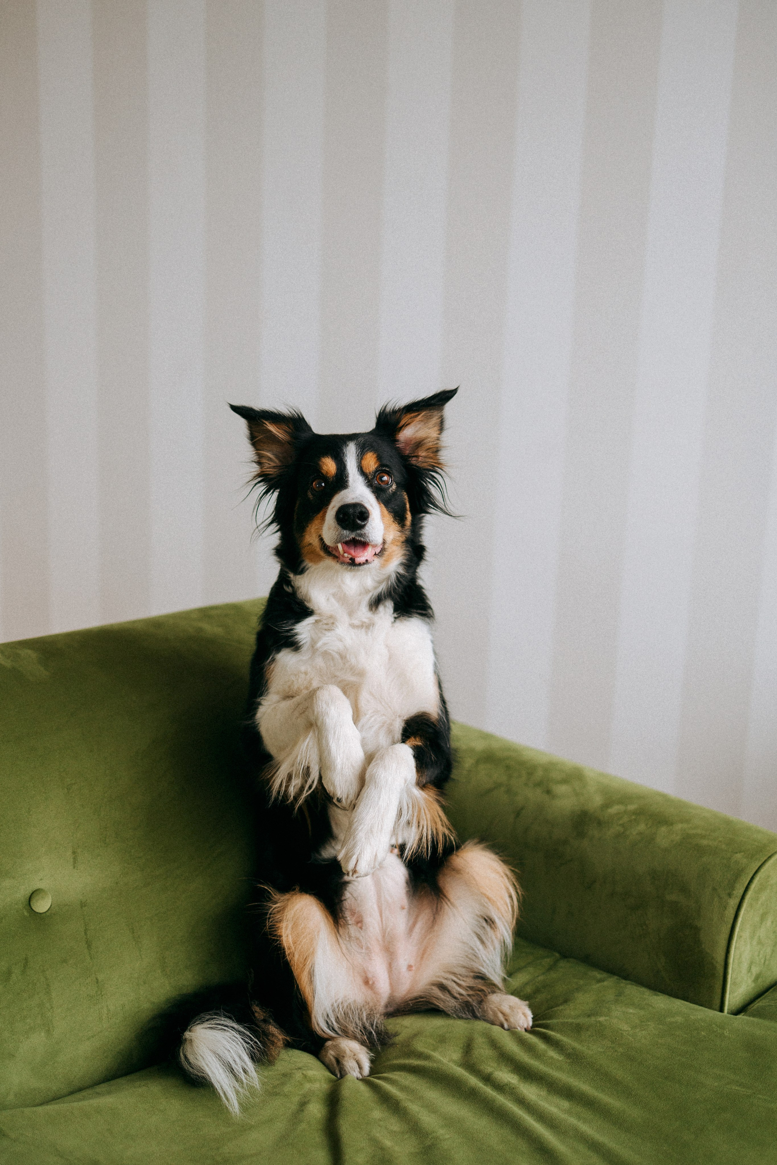 Цунами, Теон и Женя. Фотограф анималист Анастасия Пикей