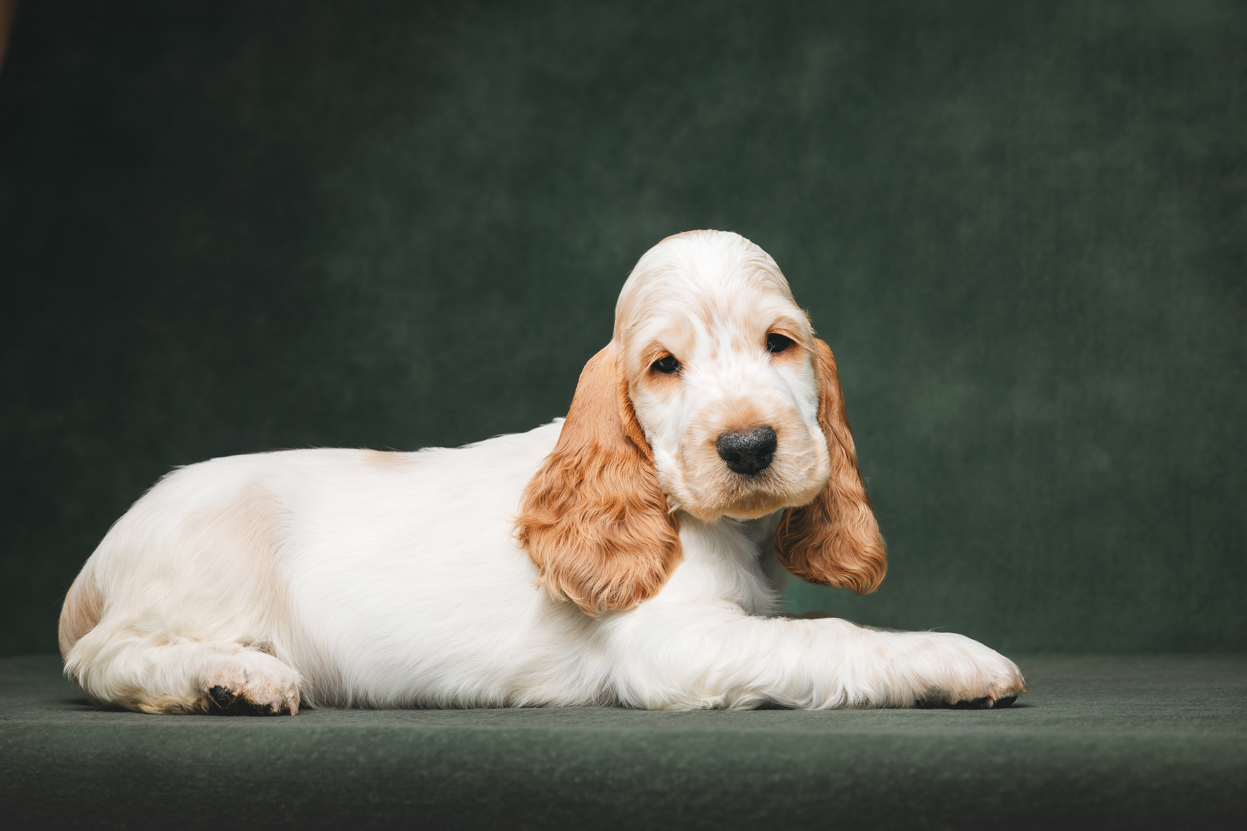 Английские коккер-спаниели. Фотограф анималист Осипчикова Мария
