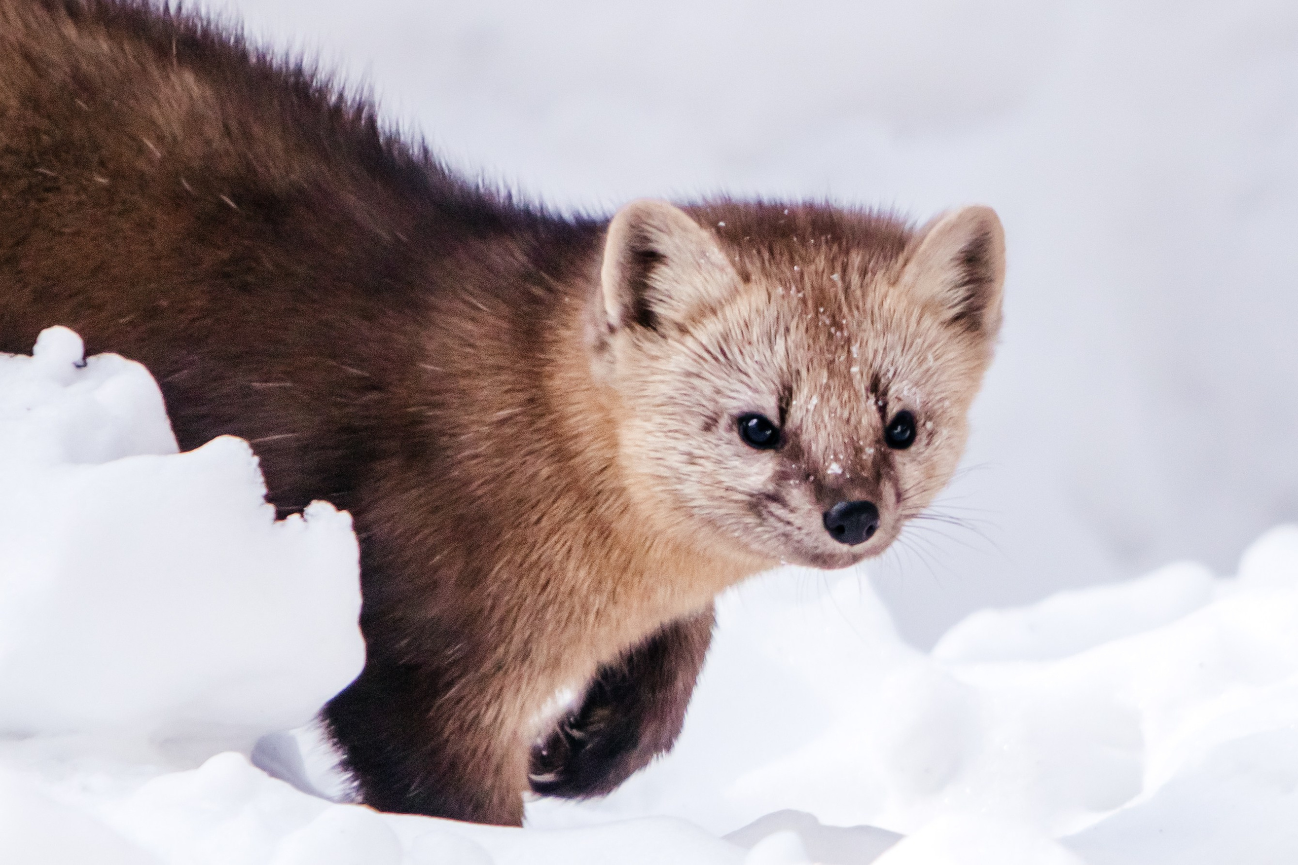 Соболь. Фотограф в Красноярске Оксана Корчагина