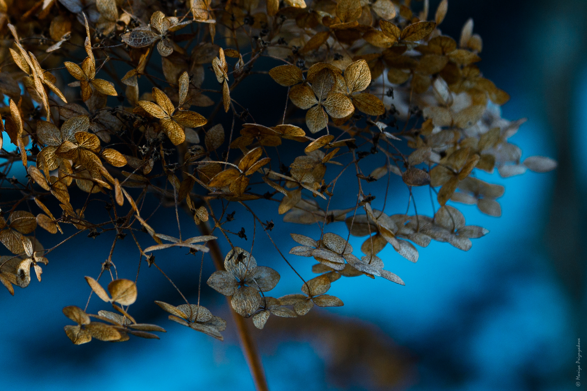 Цветы. Семейный и индивидуальный фотограф Life style в Санкт-Петербурге Мария