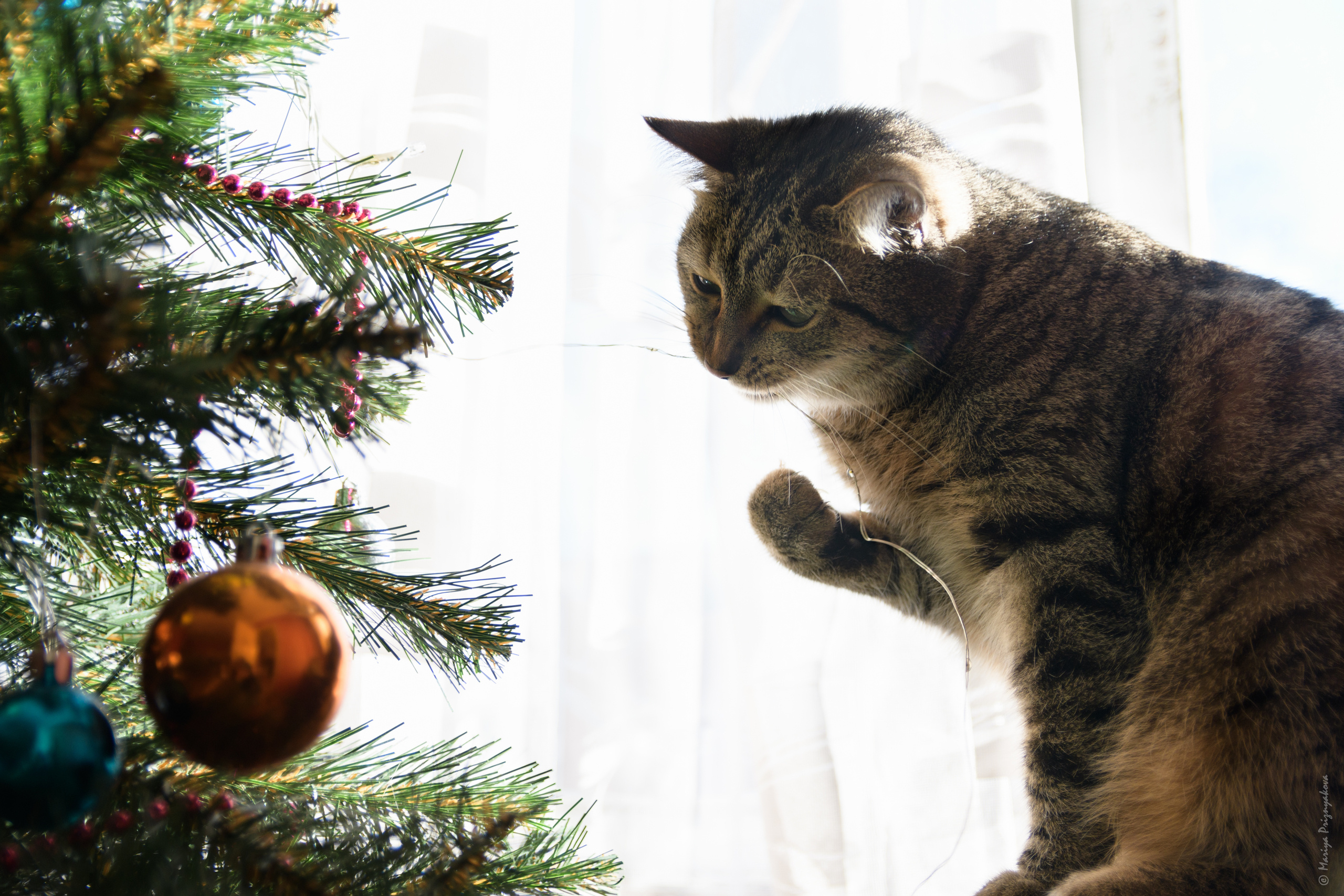 Домашние кошки. Семейный и индивидуальный фотограф Life style в Санкт-Петербурге Мария