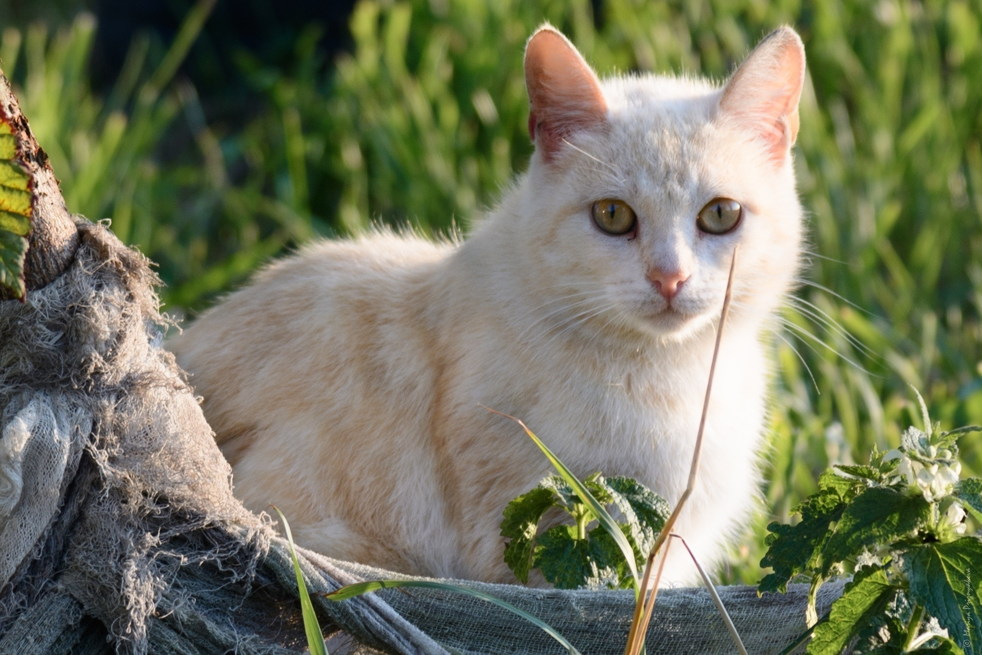 Уличные кошки. Семейный и индивидуальный фотограф Life style в Санкт-Петербурге Мария