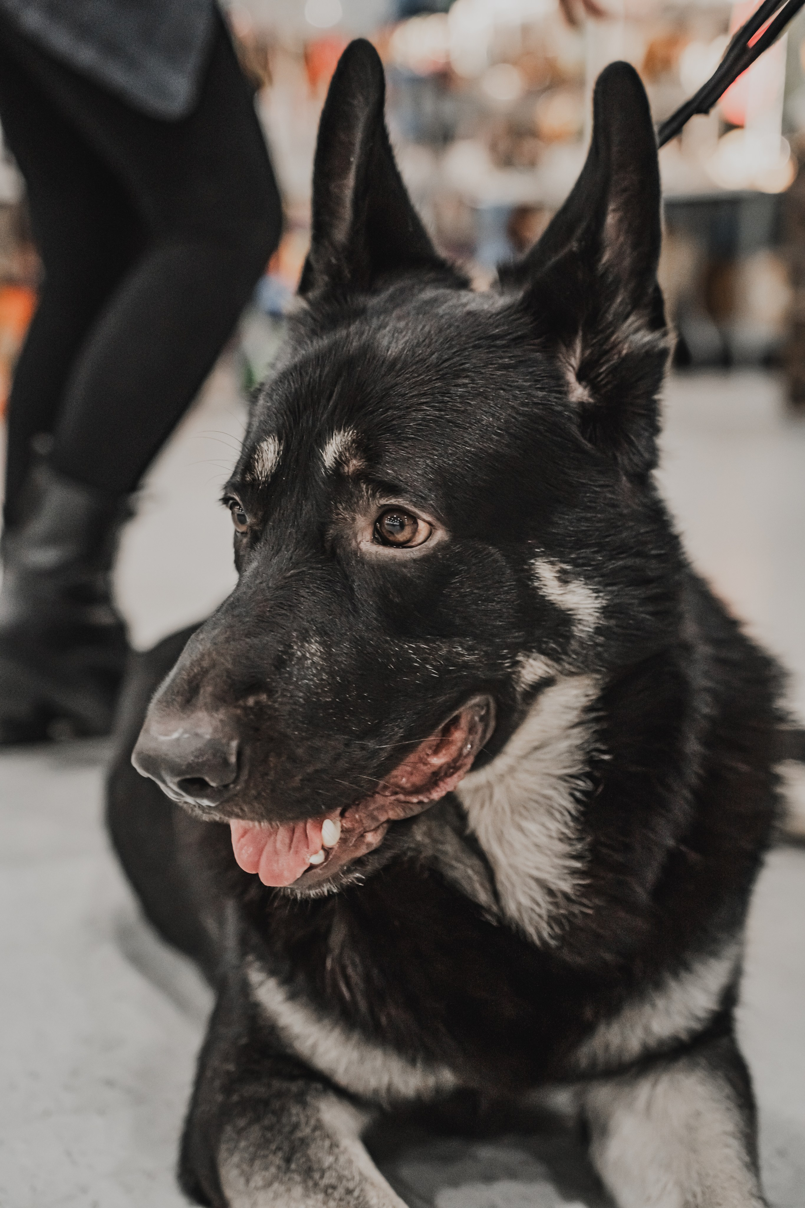 Международная выставка собак всех пород. Репортажный фотограф Анастасия Рубцова