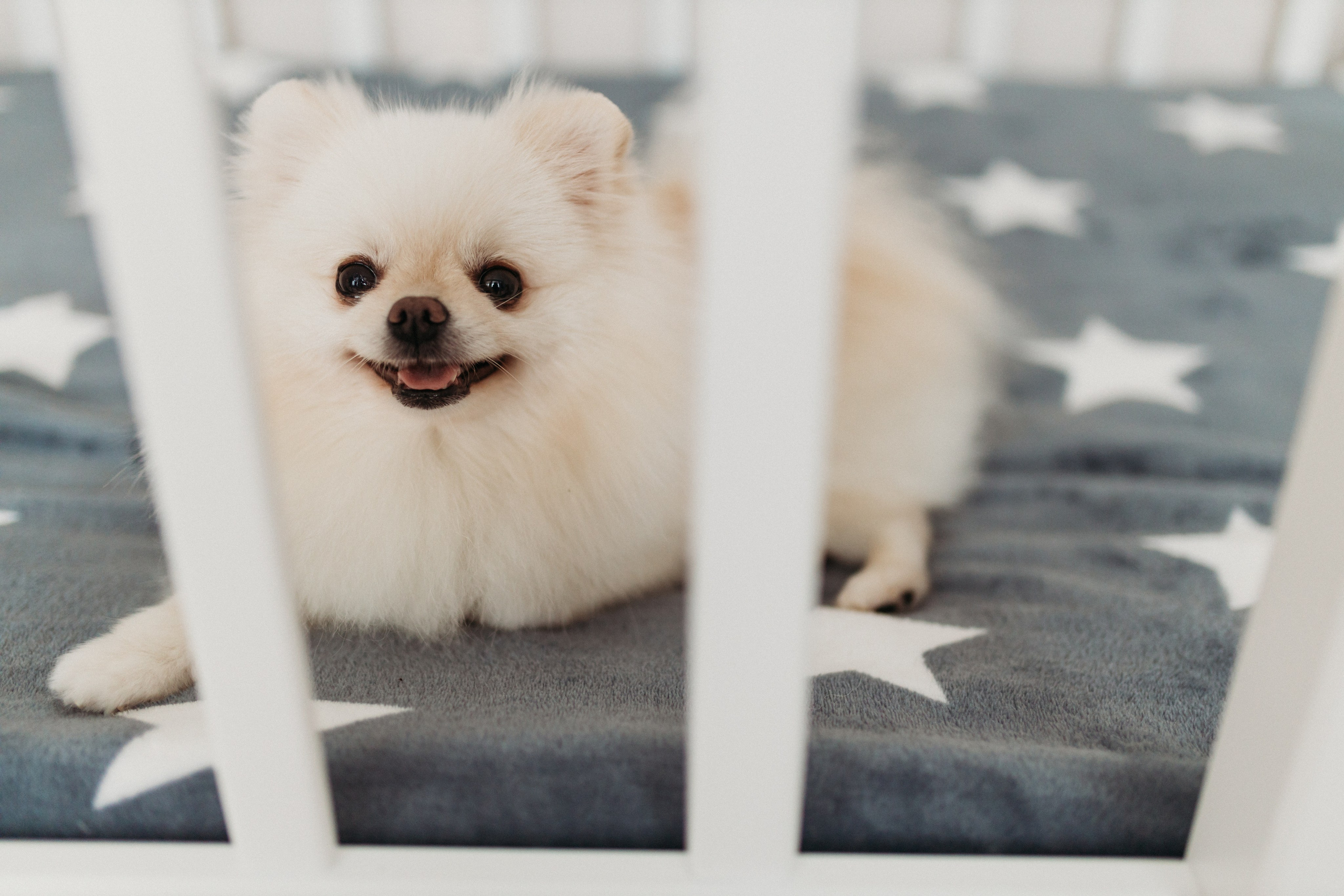 Домашняя фотосессия День Рождения Василисы. Фотограф Тверь. Свадебные, семейные, индивидуальные фотосессии