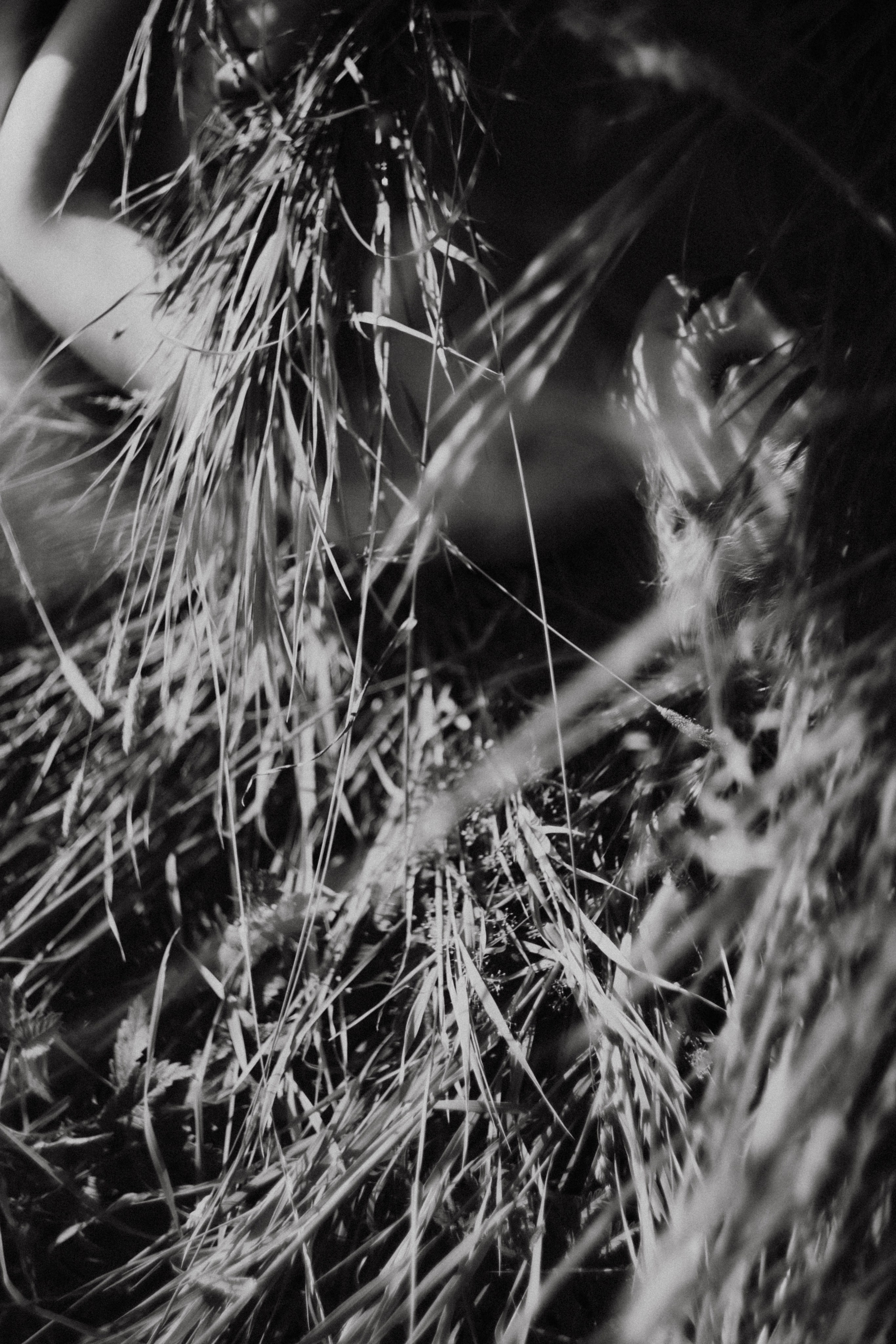 Ирина. Закат. Поле. Фотограф в Нижнем Новгороде