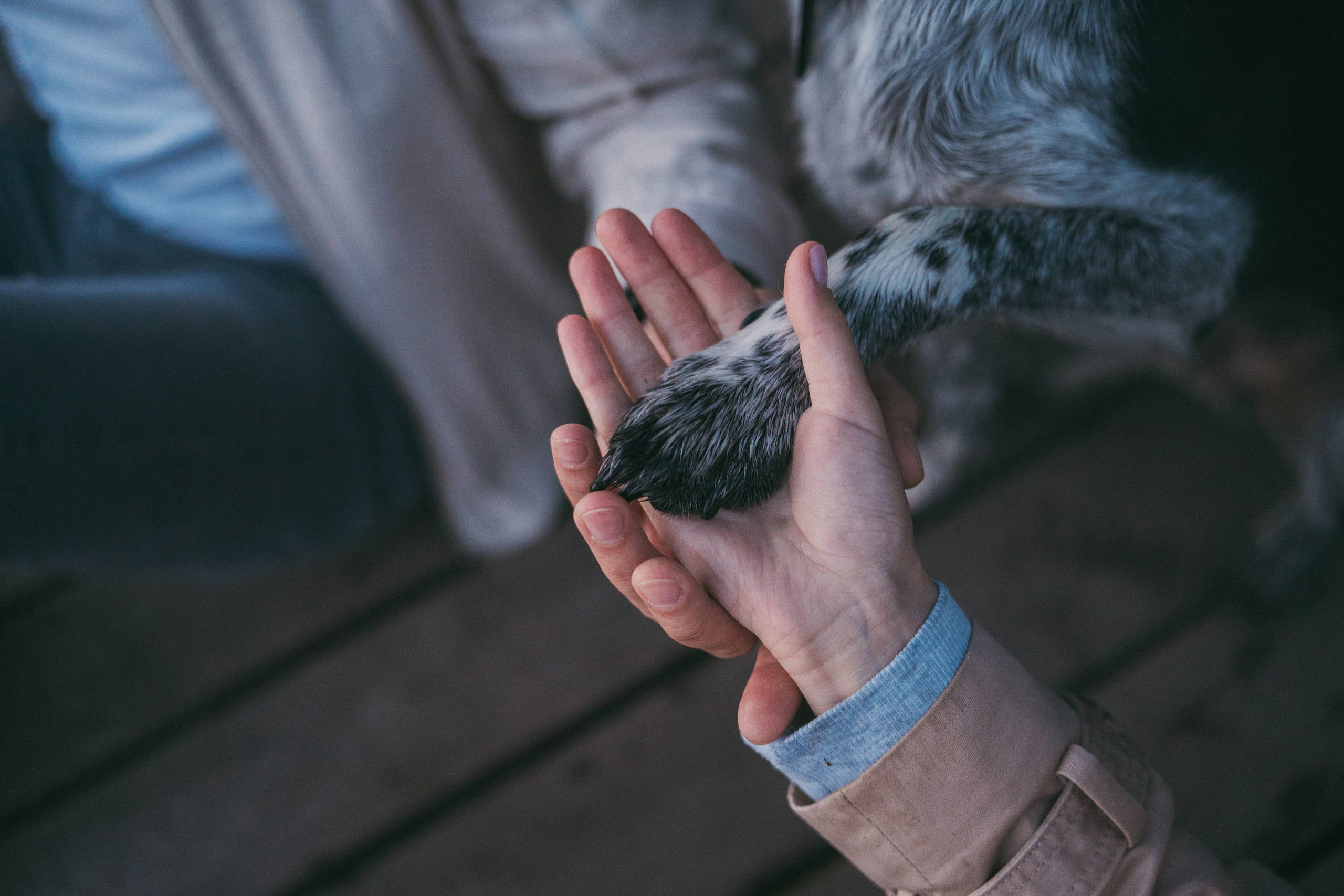Катя, Сергей и Флинт. Фотограф анималист в Москве и Санкт-Петербурге Свиридова Анна
