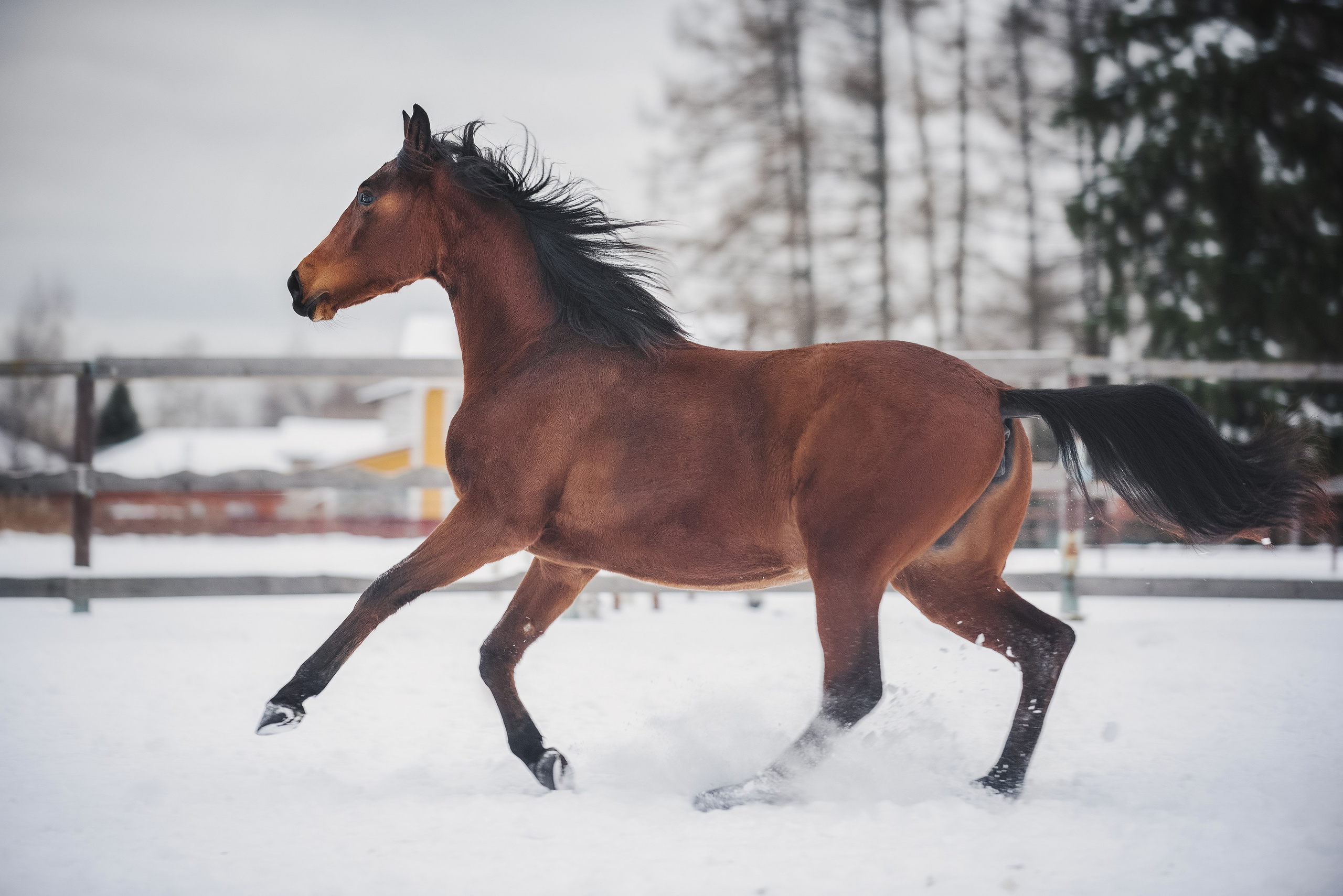 Дестини. Куракина Дарья • Конный фотограф