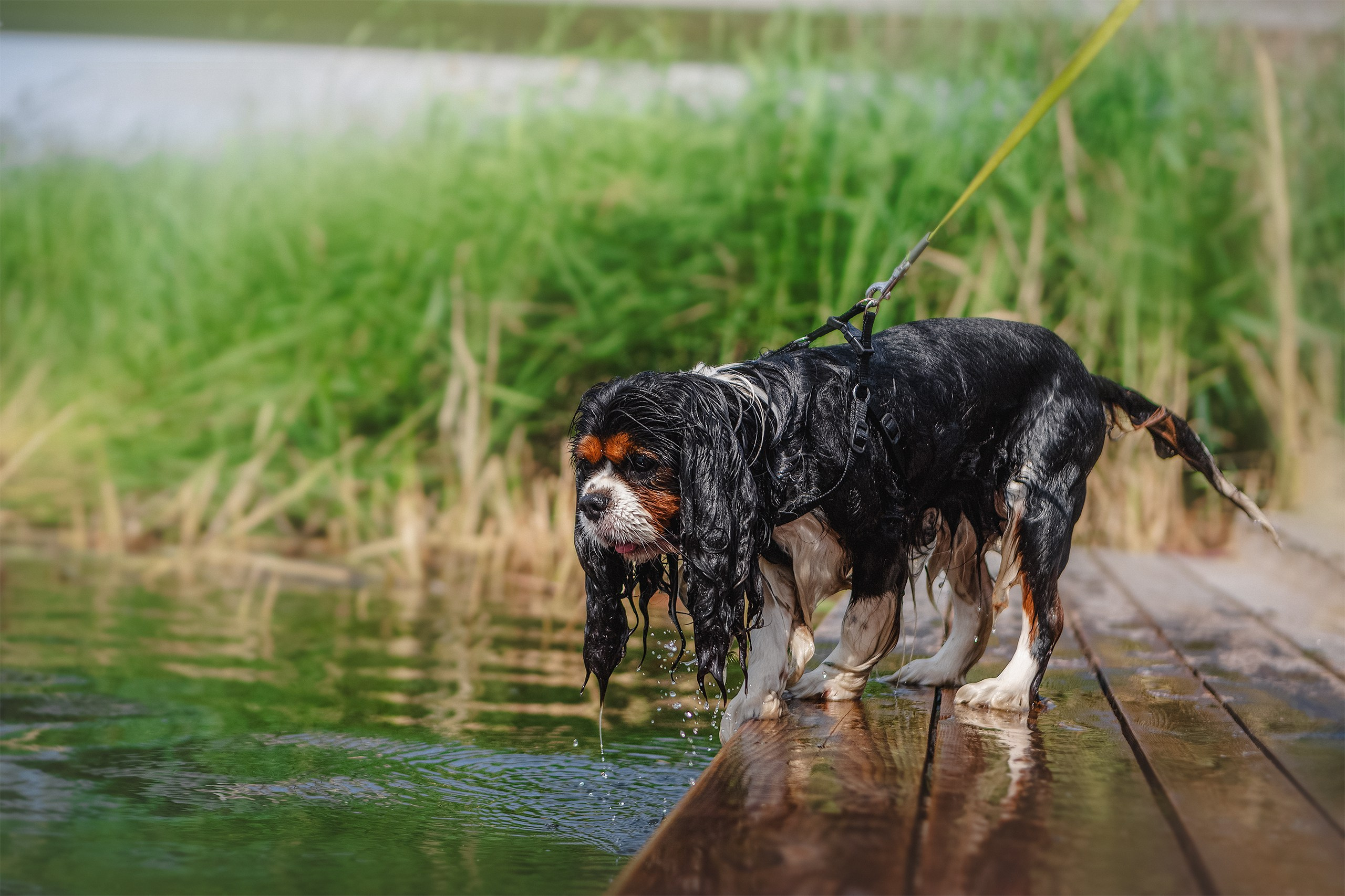 ККЧС Элвис. Фотограф анималист Кузнецова Анна Нижний Новгород