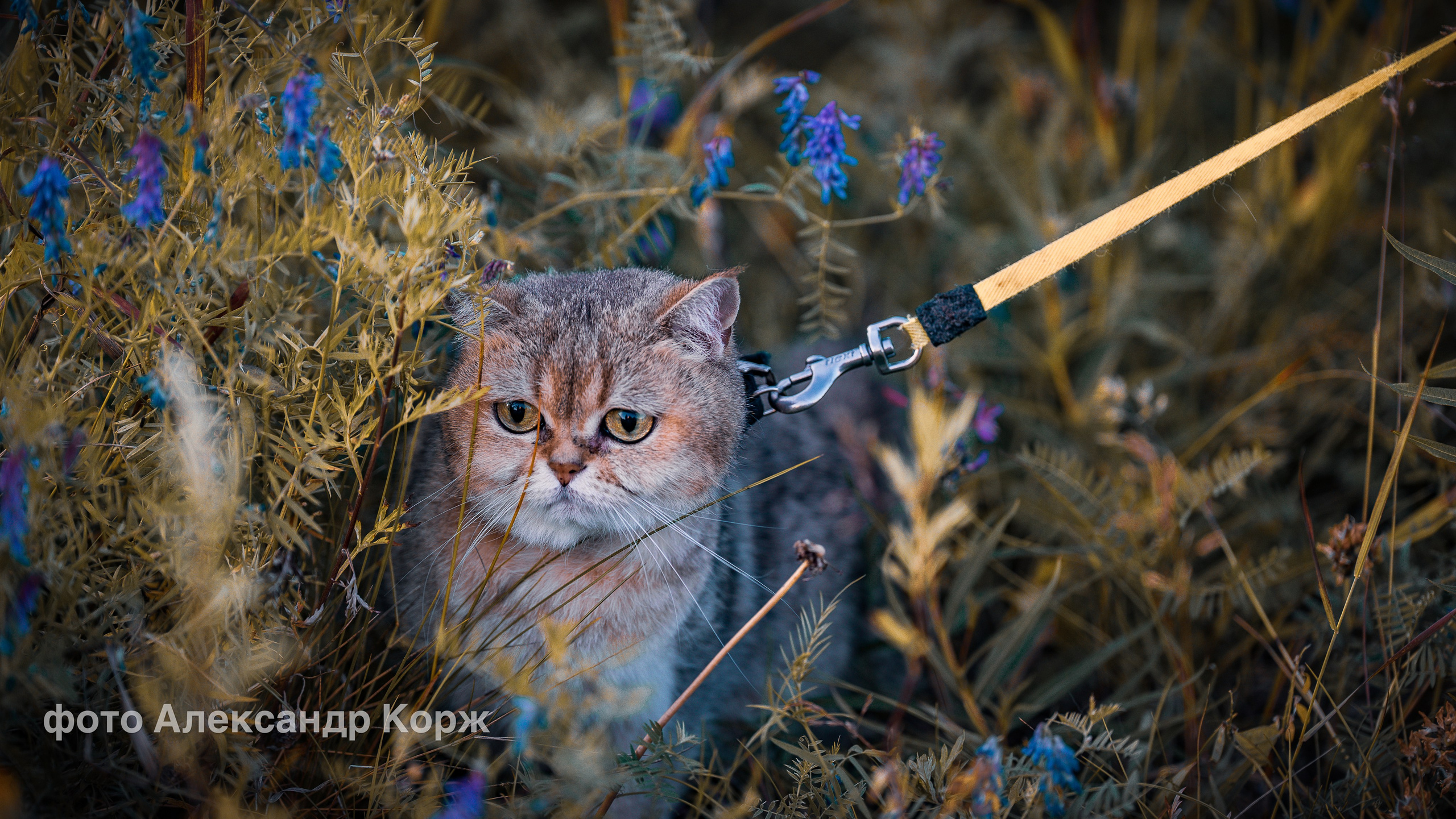 Животные. Фотографии и видеосъемка, Айхал, Удачный, Якутия. Фотографии Айхал