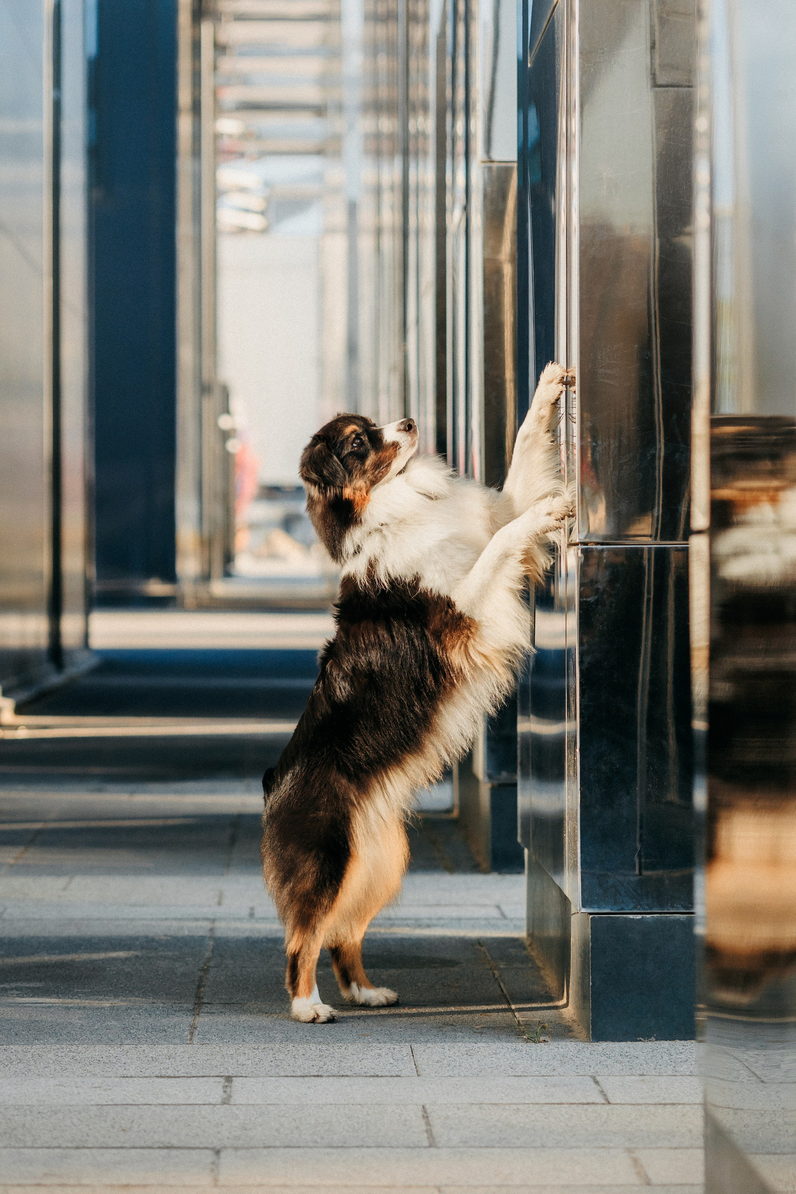 Аня, Чарли и Ева. Фотограф-анималист Елена Радченко, Москва