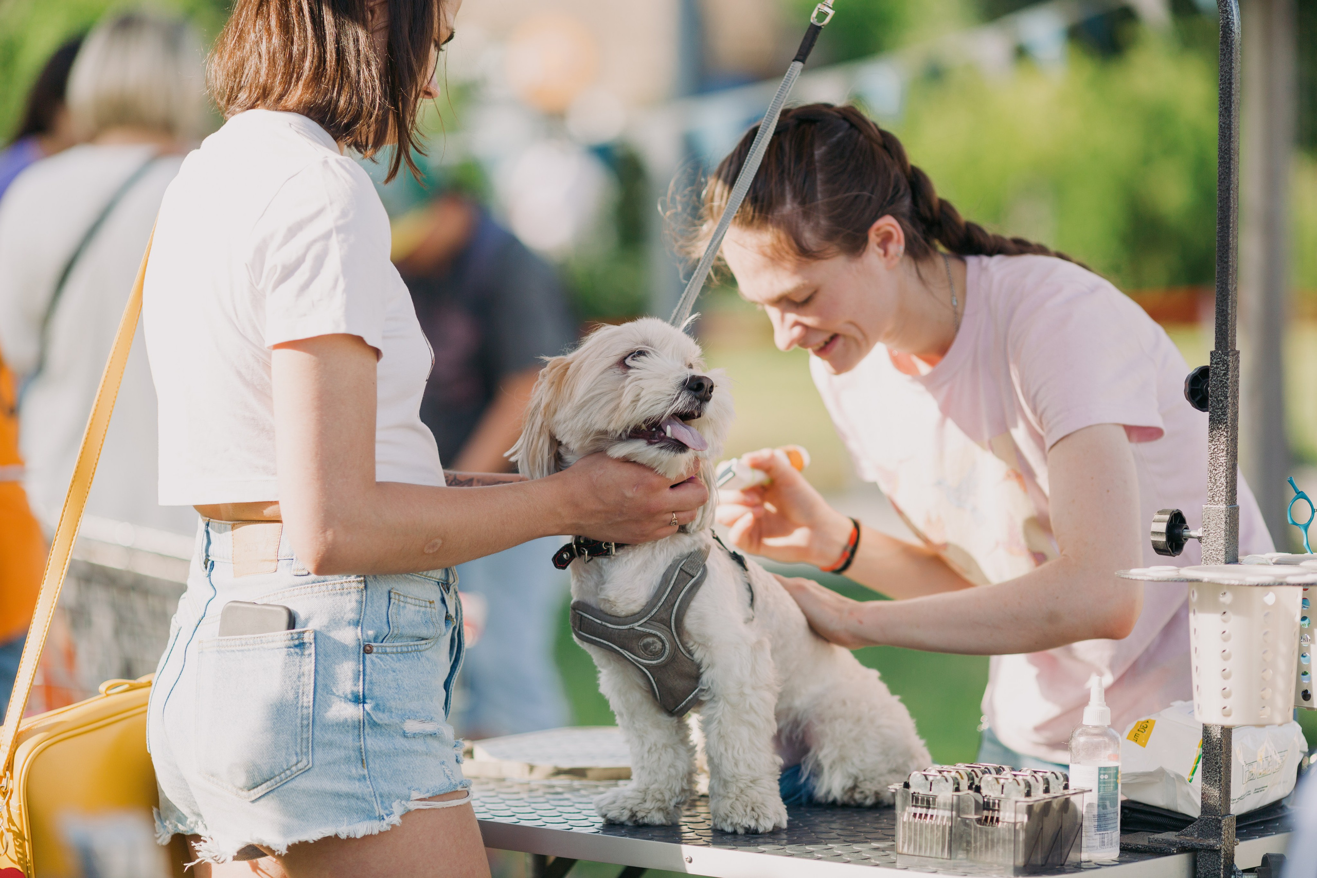 Dog Fest 2024. Главная
