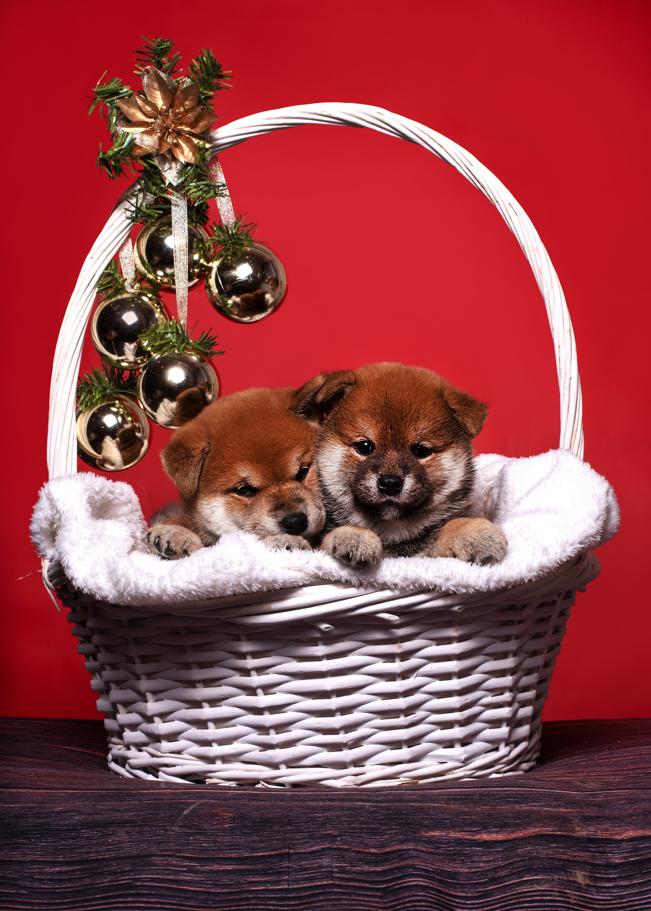 Папильончики. Дог-фотограф в Тюмени Александра Королева