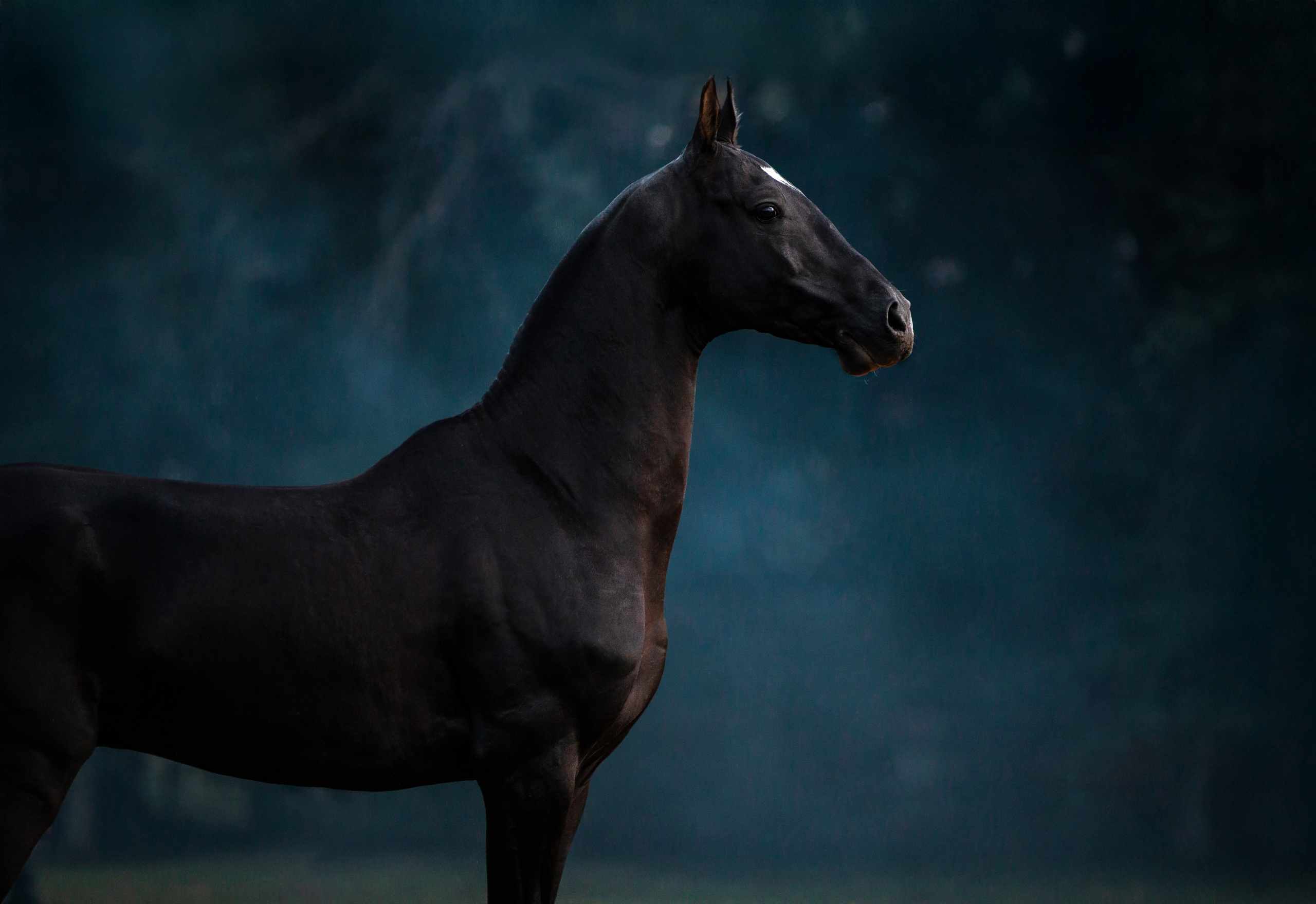 Разное. Фотограф-анималист Ксендзова Кристина