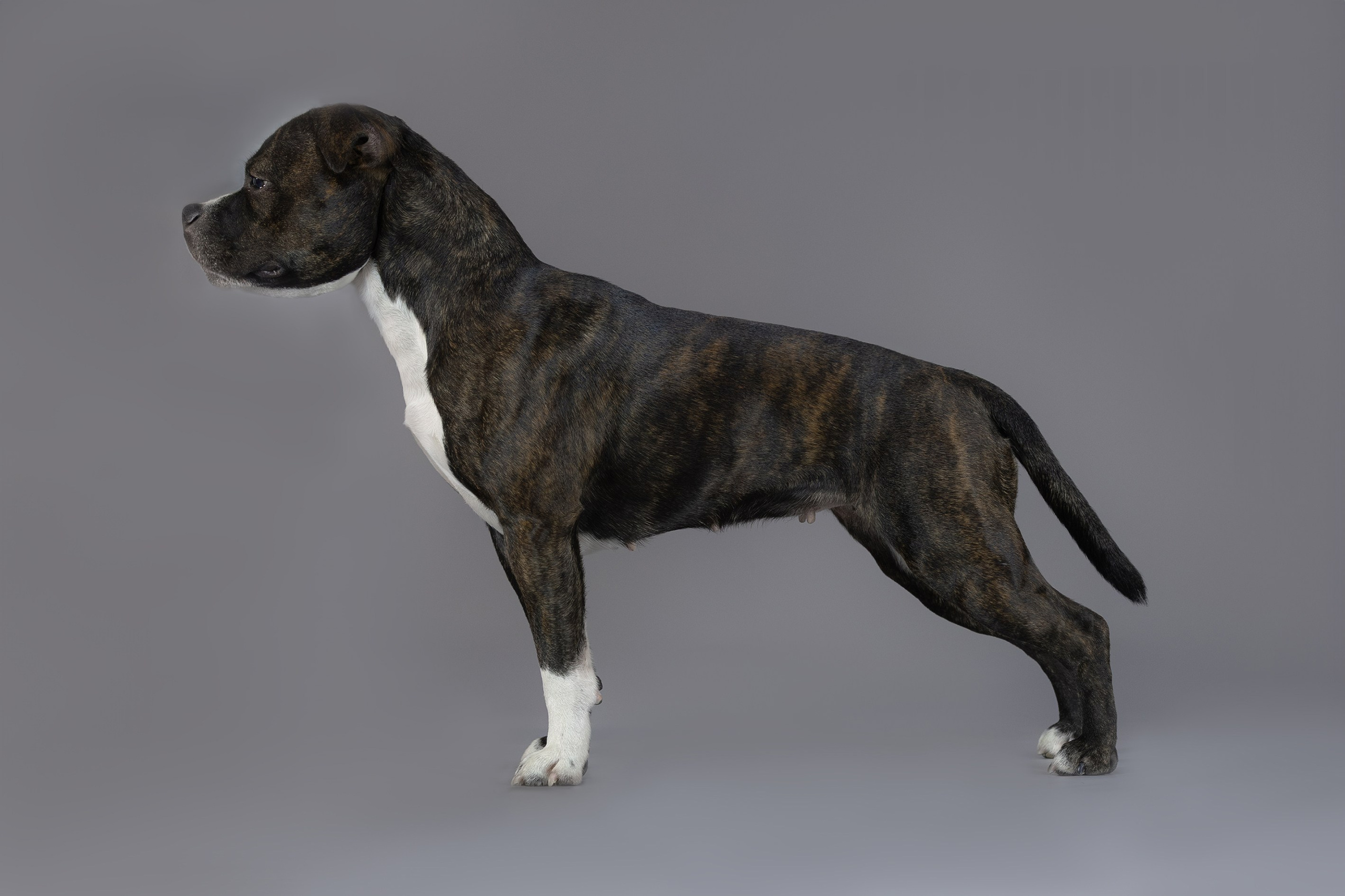 Студия. Главная