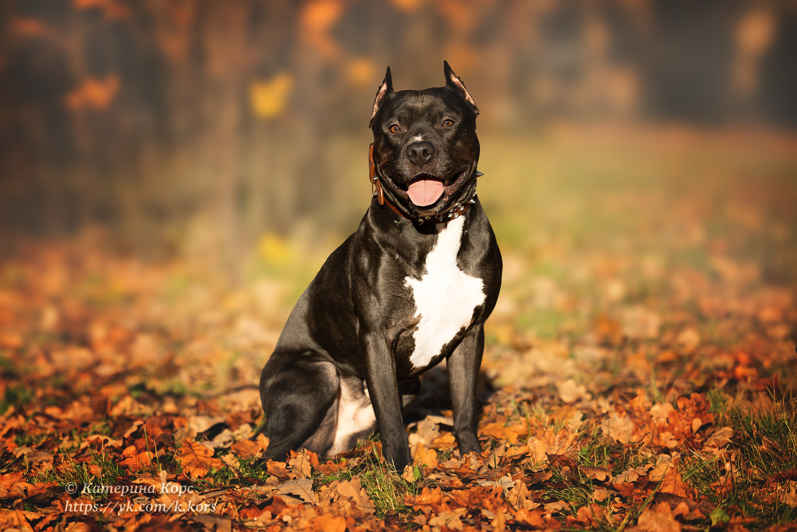 Прогулки. Главная