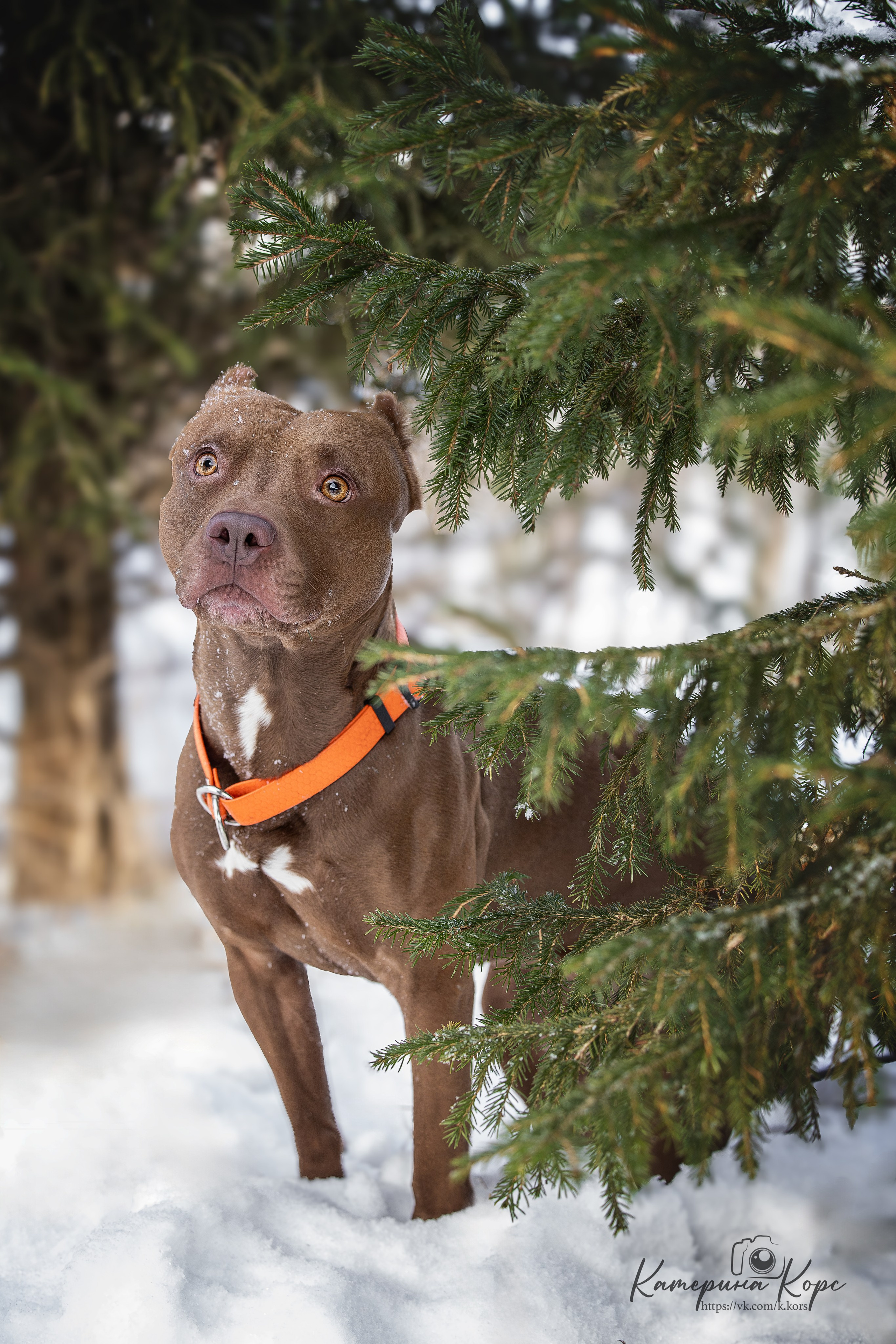 Питбуль Гринч. Главная