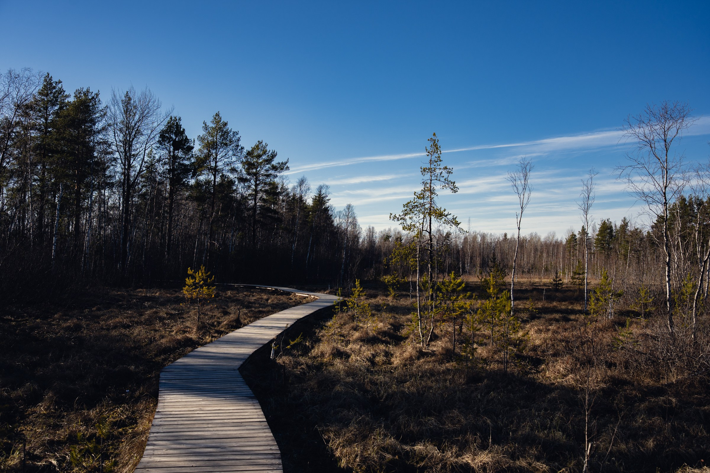 Сестрорецкие болота. Предметный фотограф Санкт-Петербург