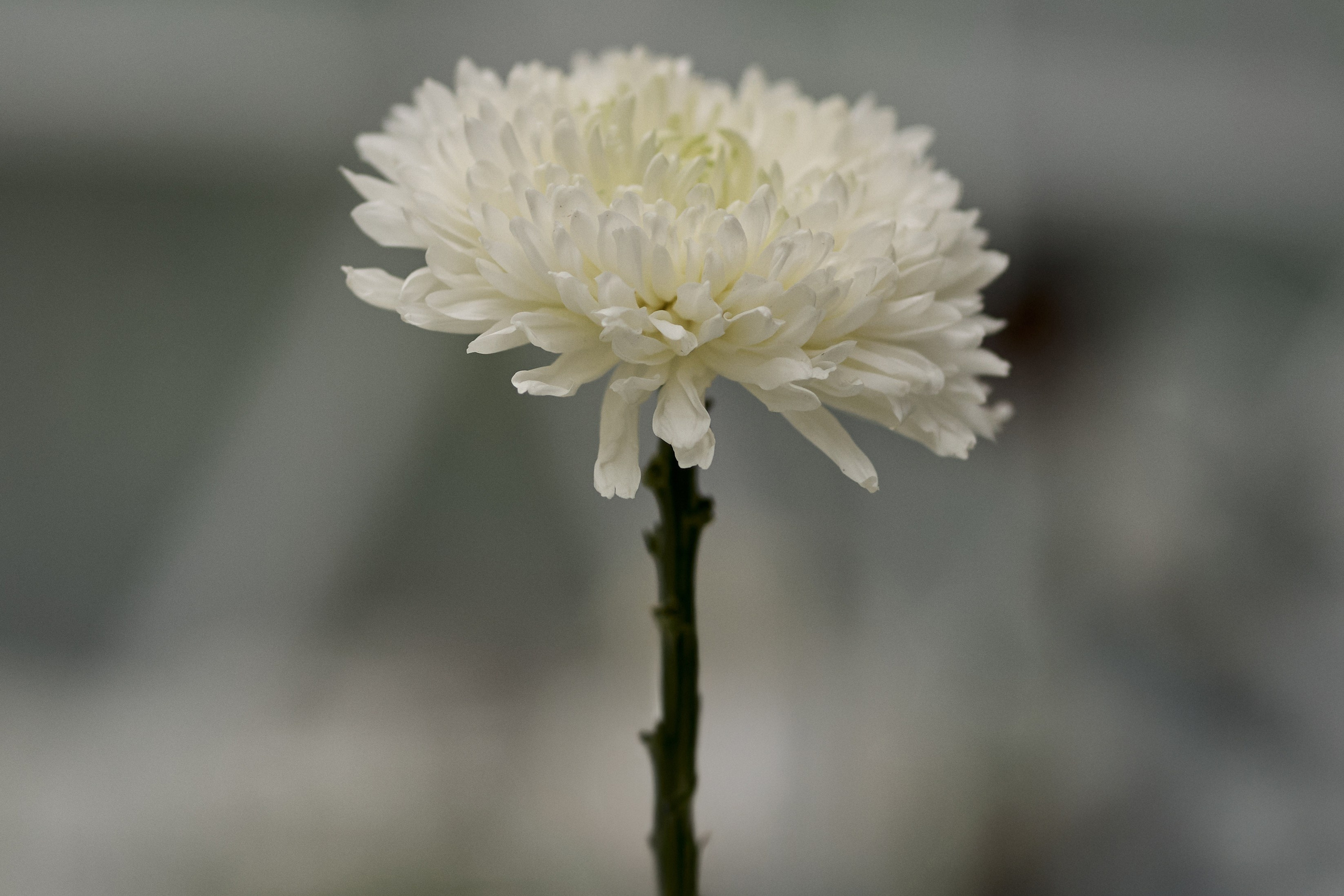 Crystal Swirl. Студия декора НикитинаДекор — оформление мероприятий в Ульяновске. Профессиональное создание эксклюзивных декораций